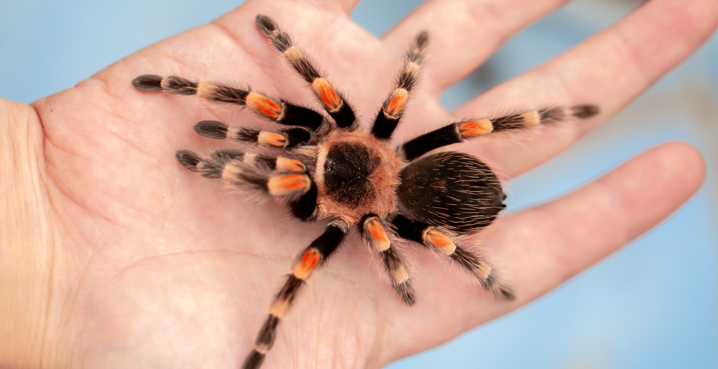 Pilot With A Sever Allergic Reaction To Spiders Bitten Mid-Flight By Tarantula