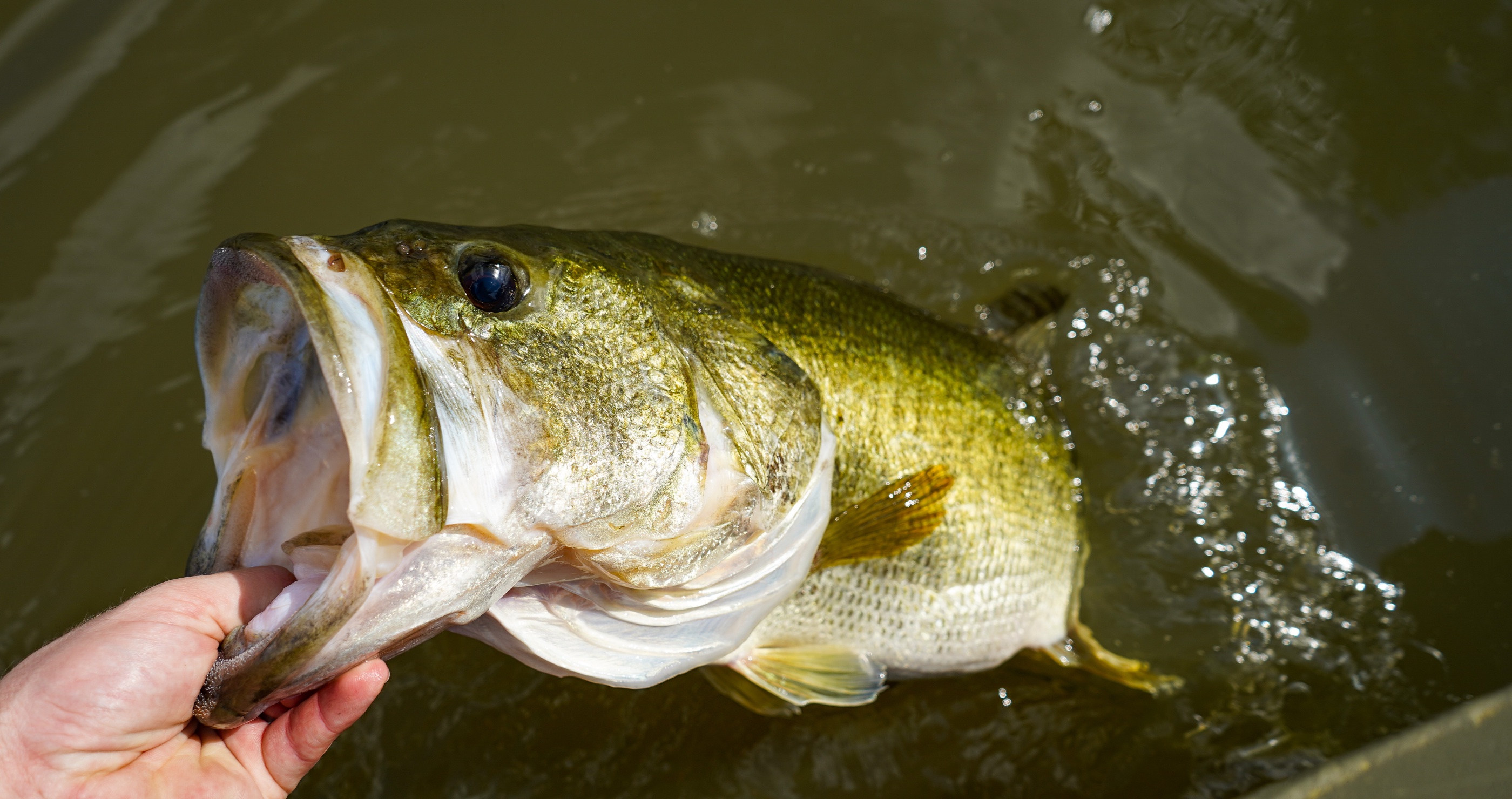 Proud Father Watches Son Reel In Largemouth Bass I Think That's 5