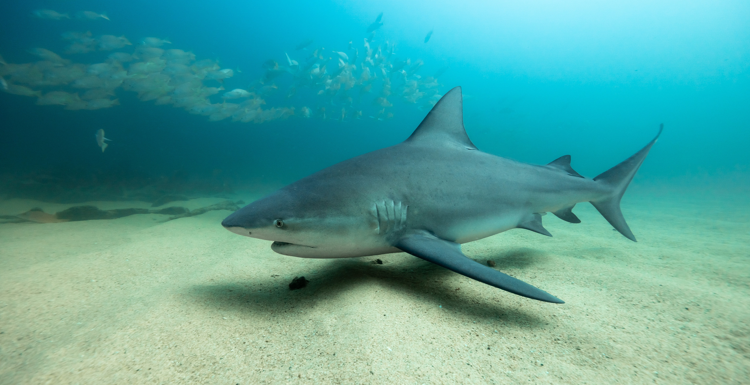 Shark Bites Off Both Of A Woman's Hands After She Tries To Take A Selfie With It