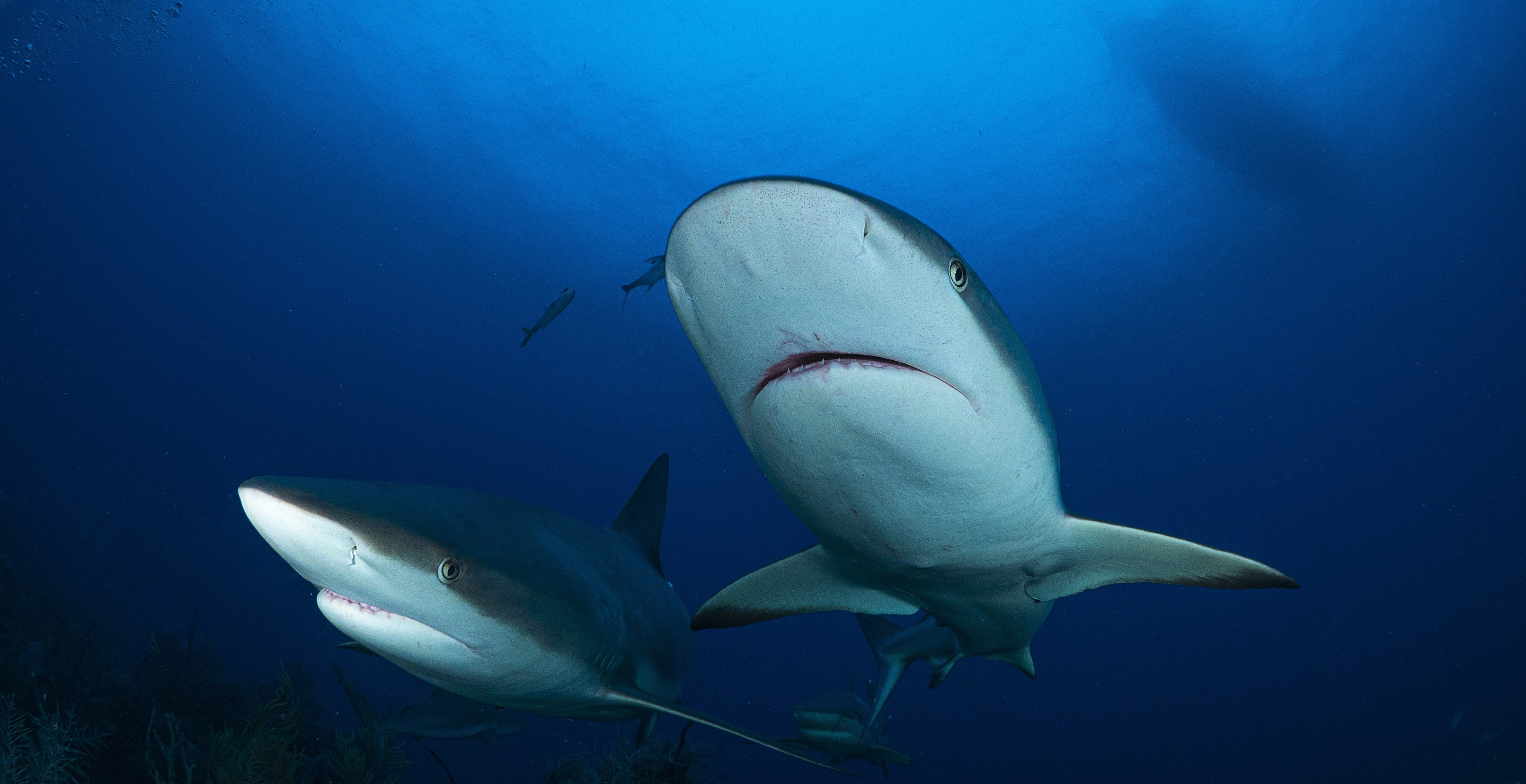 Shark Rips Off The Arm Of A Diver While The Other Drowns After The Two Got Caught In Strong Undercurrents