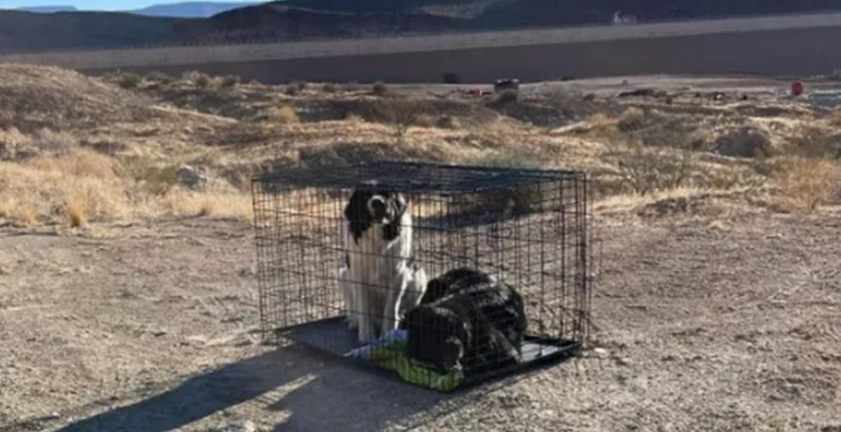 Someone Abandoned Two Dogs In A Cage In The Middle Of A Utah Desert