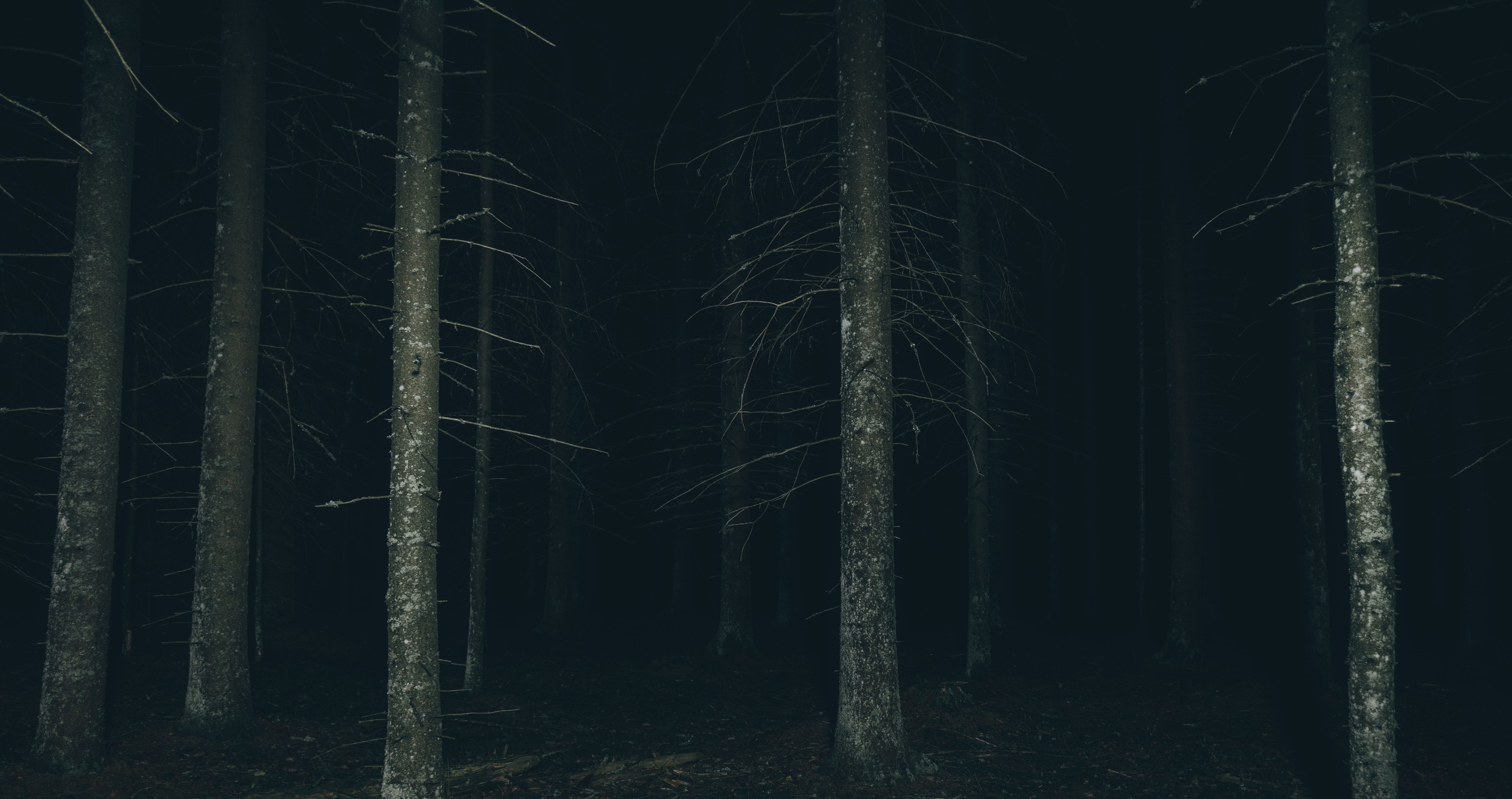 Teen Hiker Who Was Lost In The Woods Shares Her Experience dark mysterious woods at night