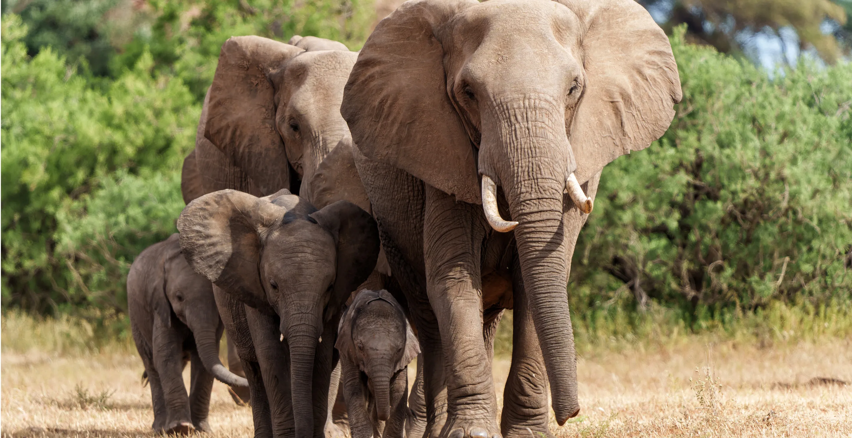 Train Collides With Herd Of Wild Elephants In Tragic Crash