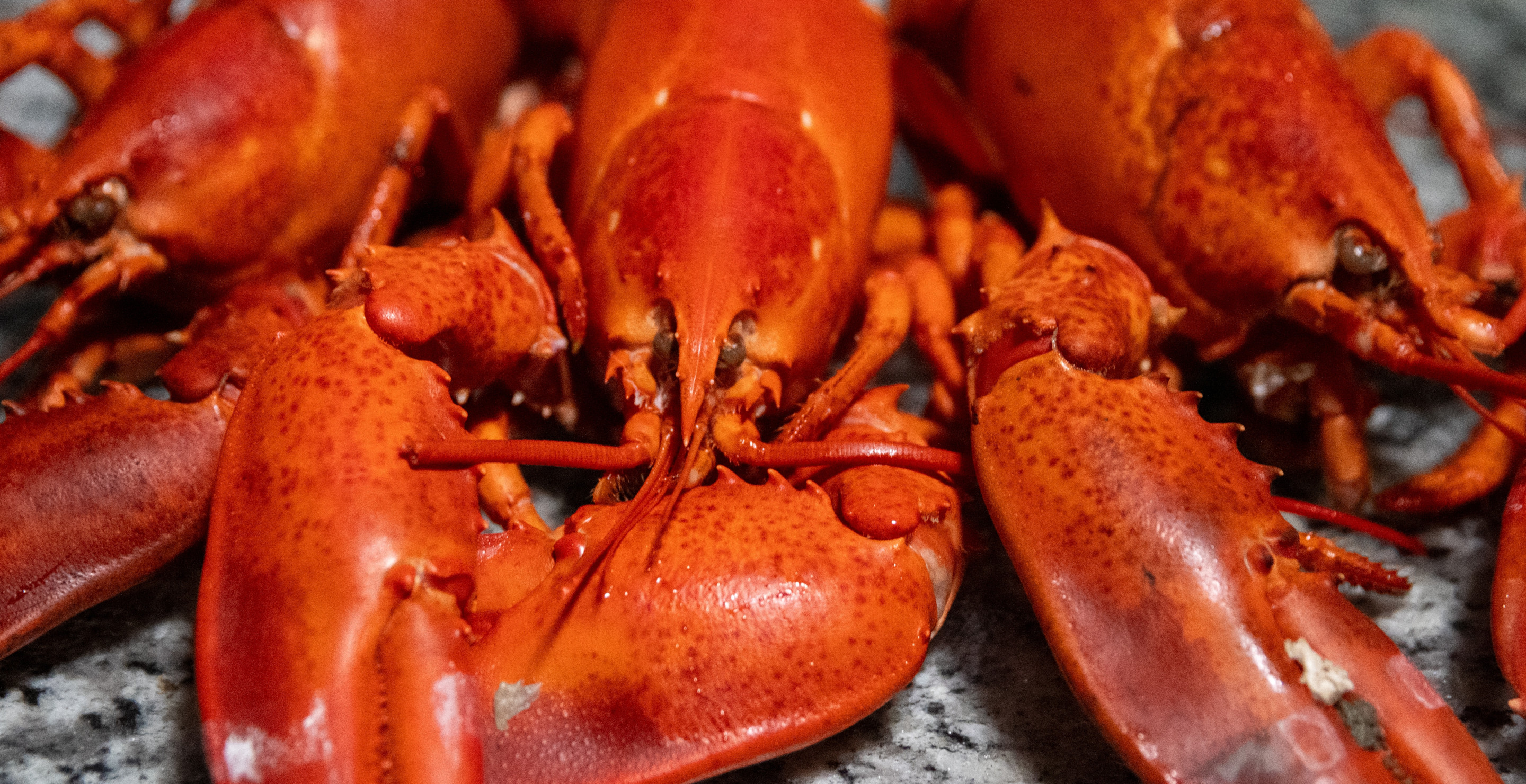 Turns Out Lobsters And Crabs Can Feel Pain When Being Boiled Alive, Scientists Call For Immediate Ban