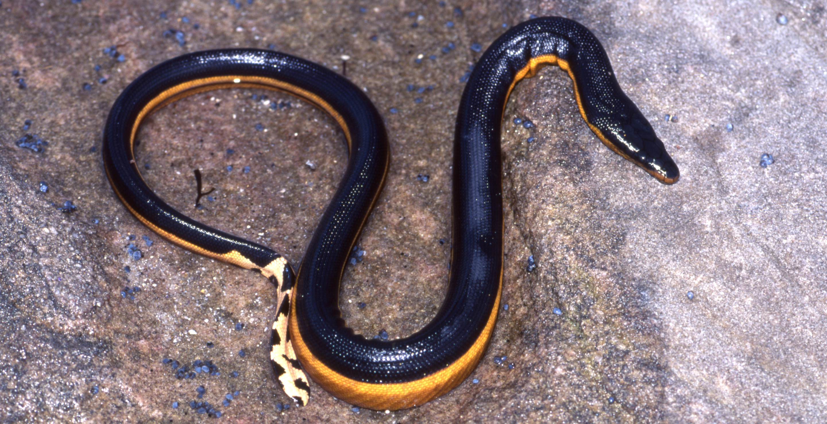 Warning Of Extreme Caution Issued For Tourist Destination After Snake More Venomous Than A Cobra Washes Up At Beach