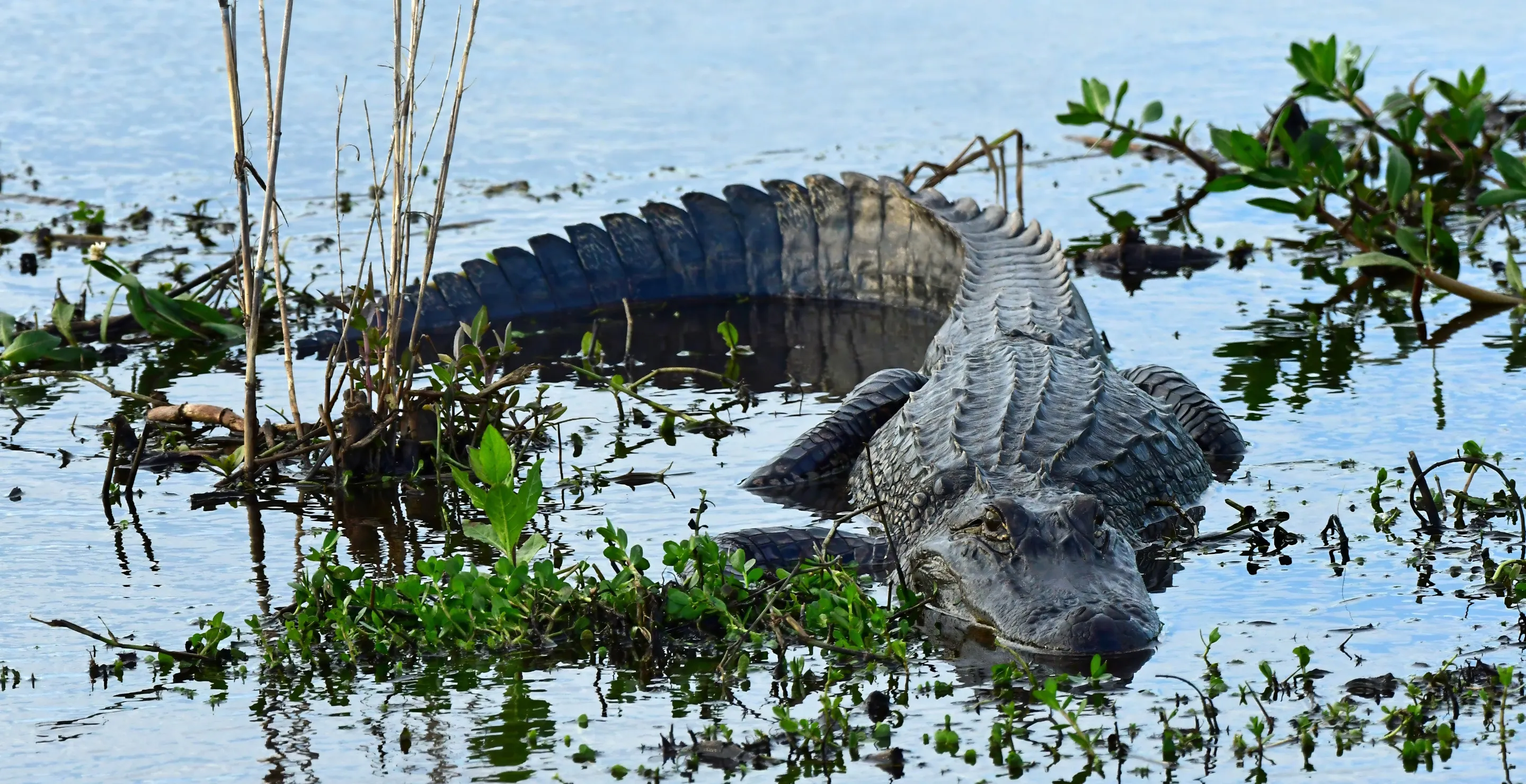 Washington Town Freaks Out Over Alligator That Turns Out To Be Fake