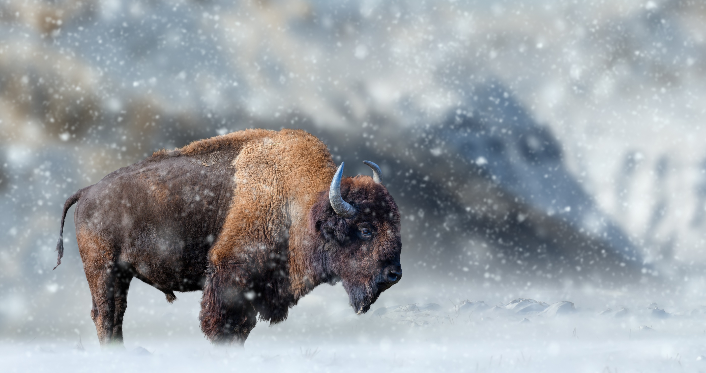 Yellowstone bison dives into snow