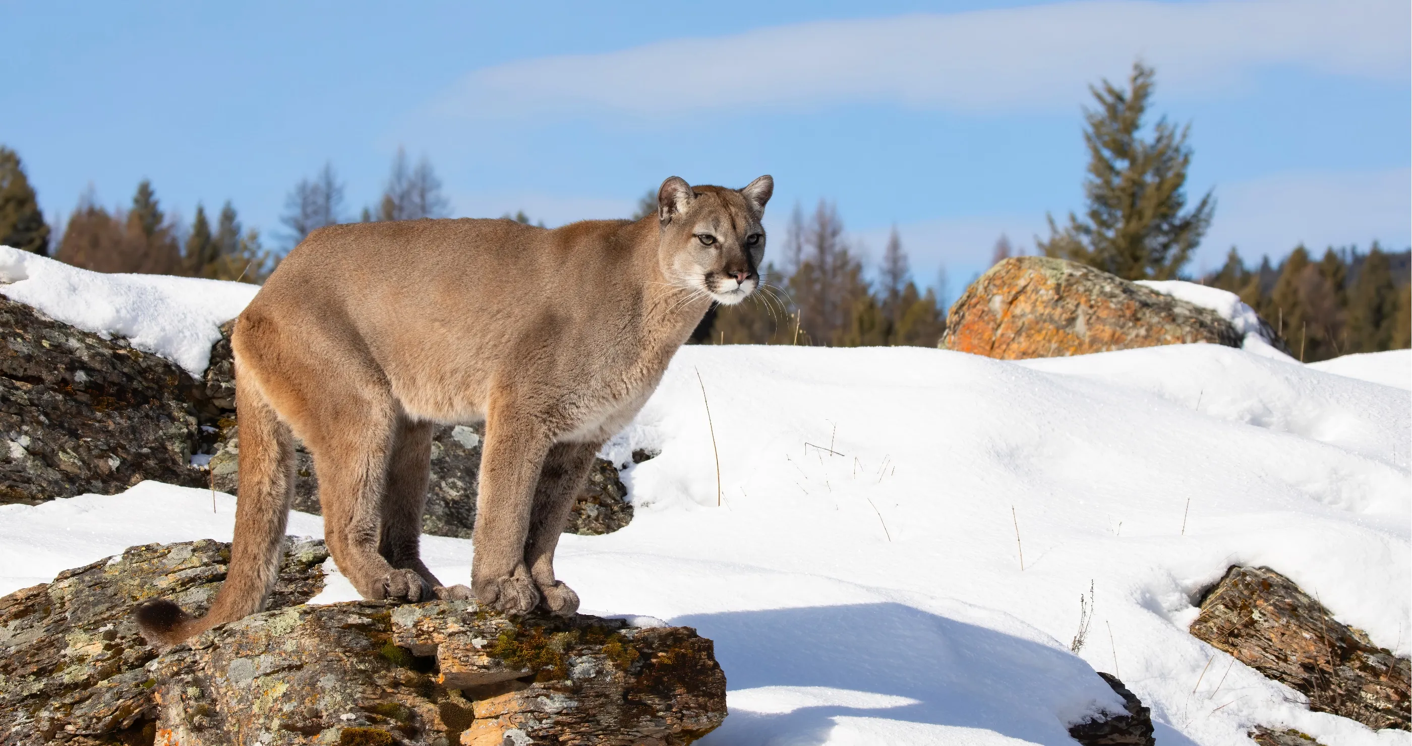 Yellowstone photographer captures incredible footage of two mountain lions