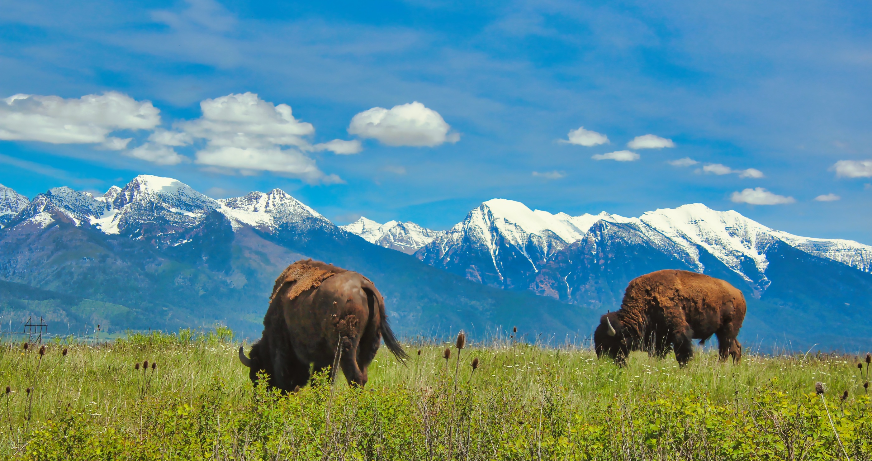 Yellowstone tourist gets too close to bison