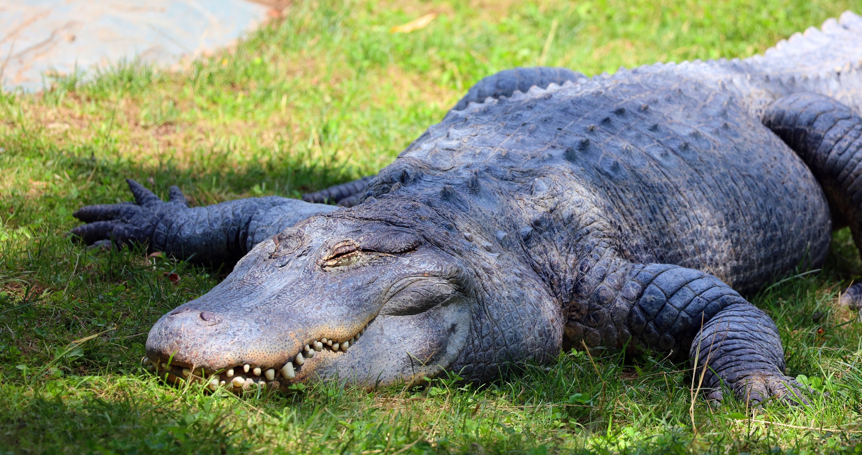 alligator determines spring or winter