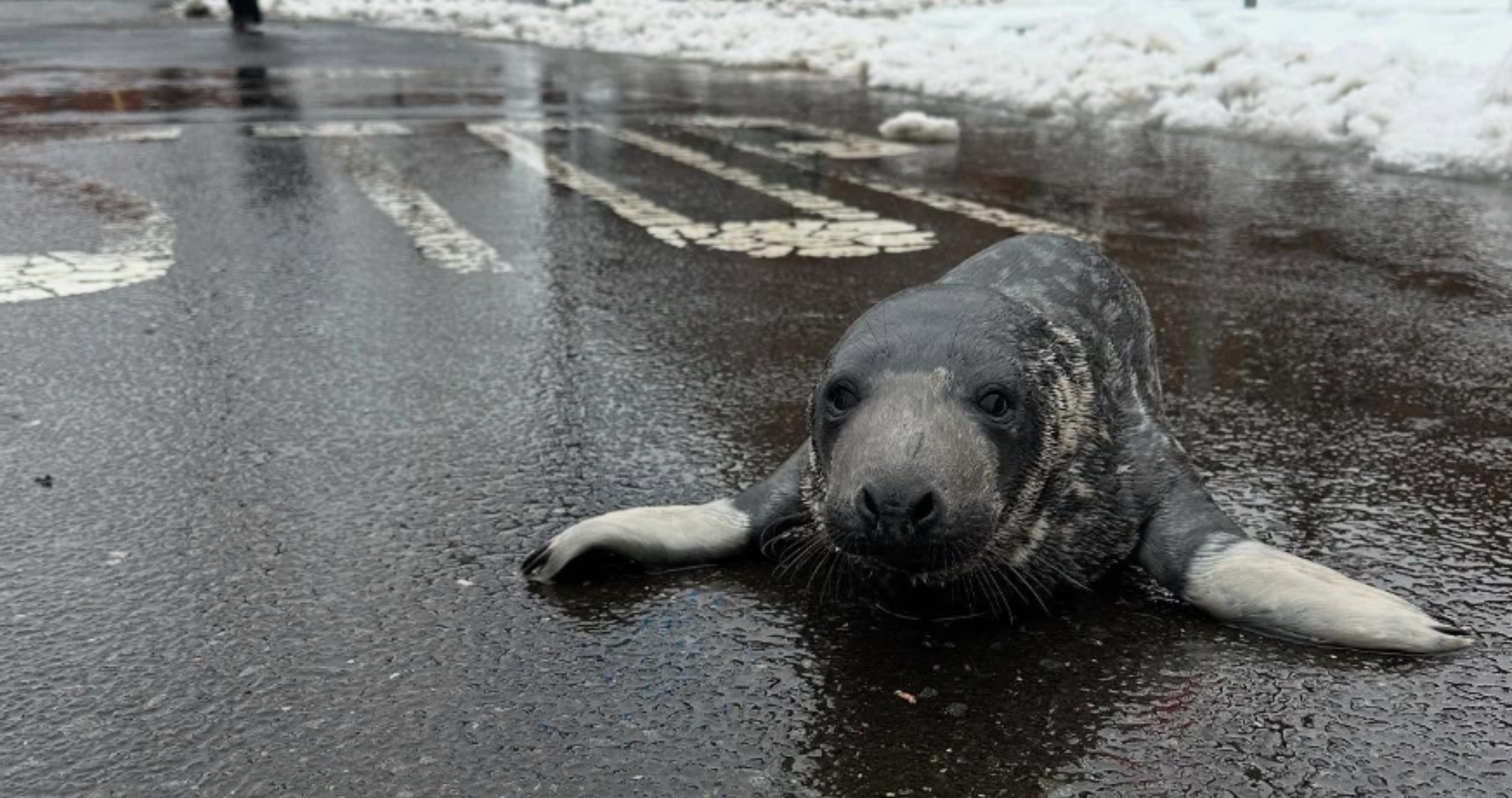 baby seal found in the middle of Connecticut city