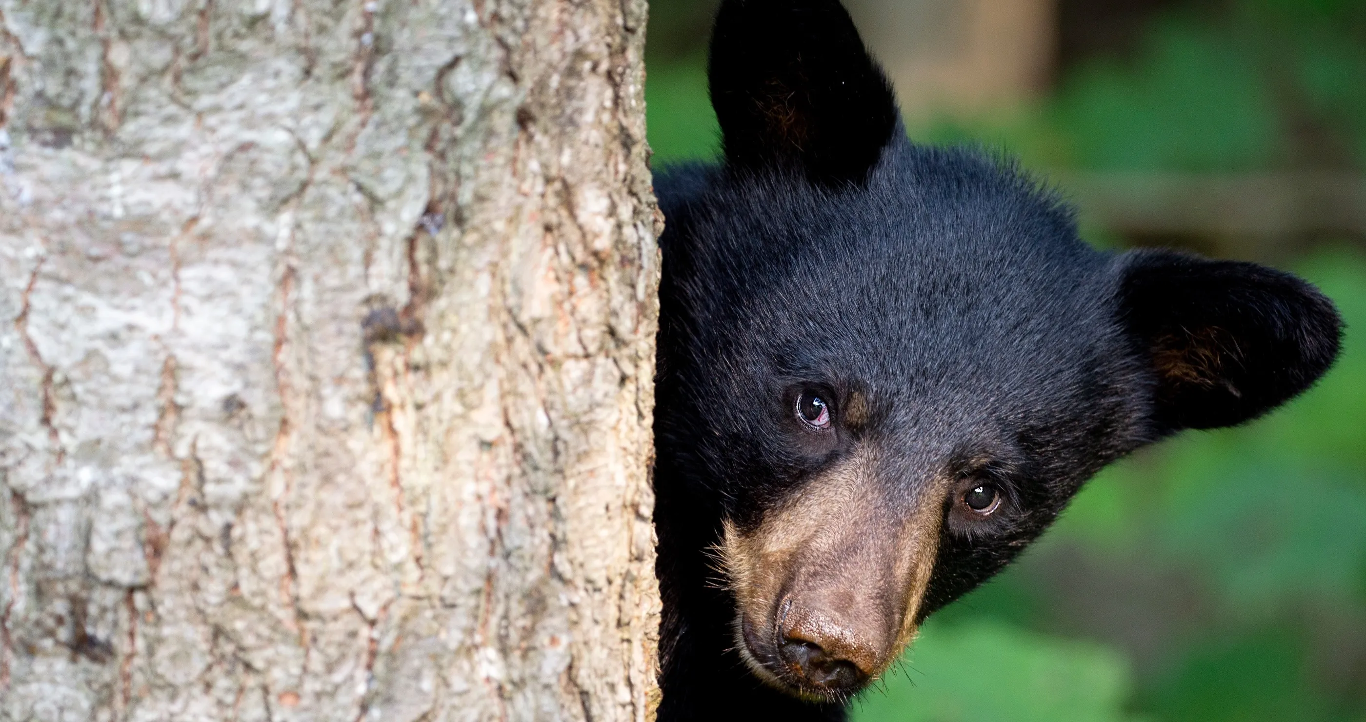 bear reaction to reflection