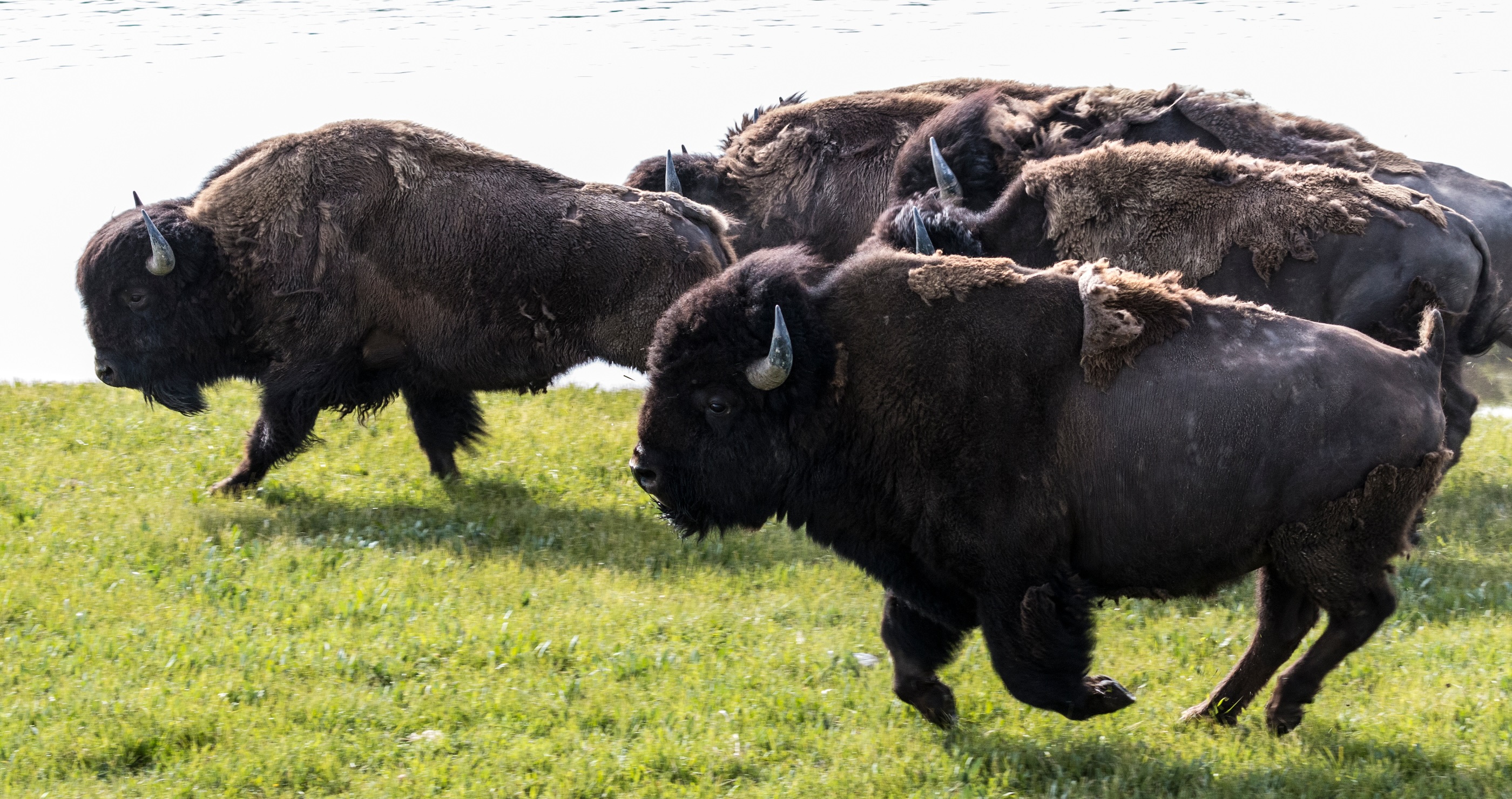 bison charge at Yellowstone