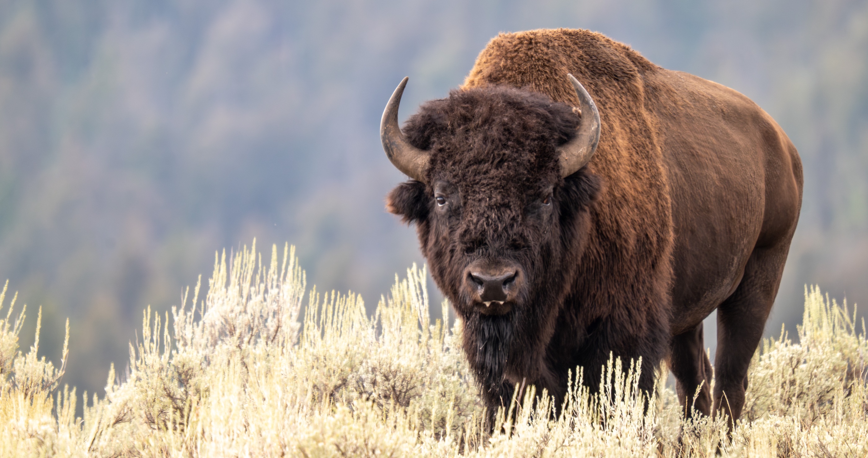 bison headbutts kid