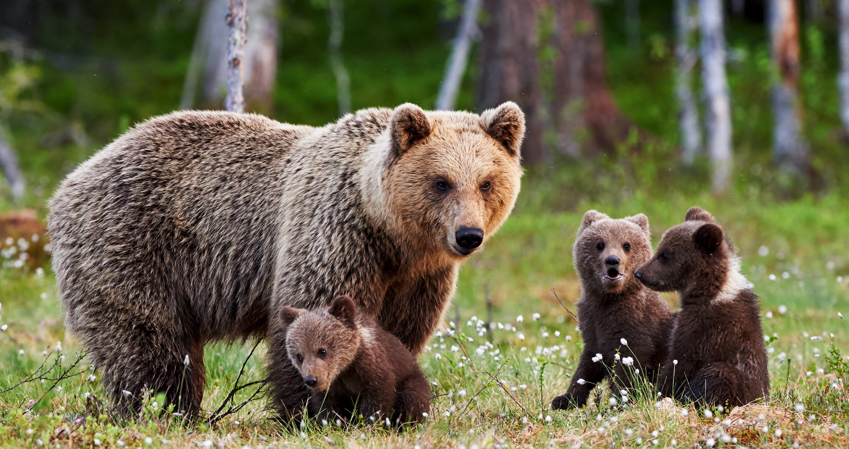 hunter has showdown with bear