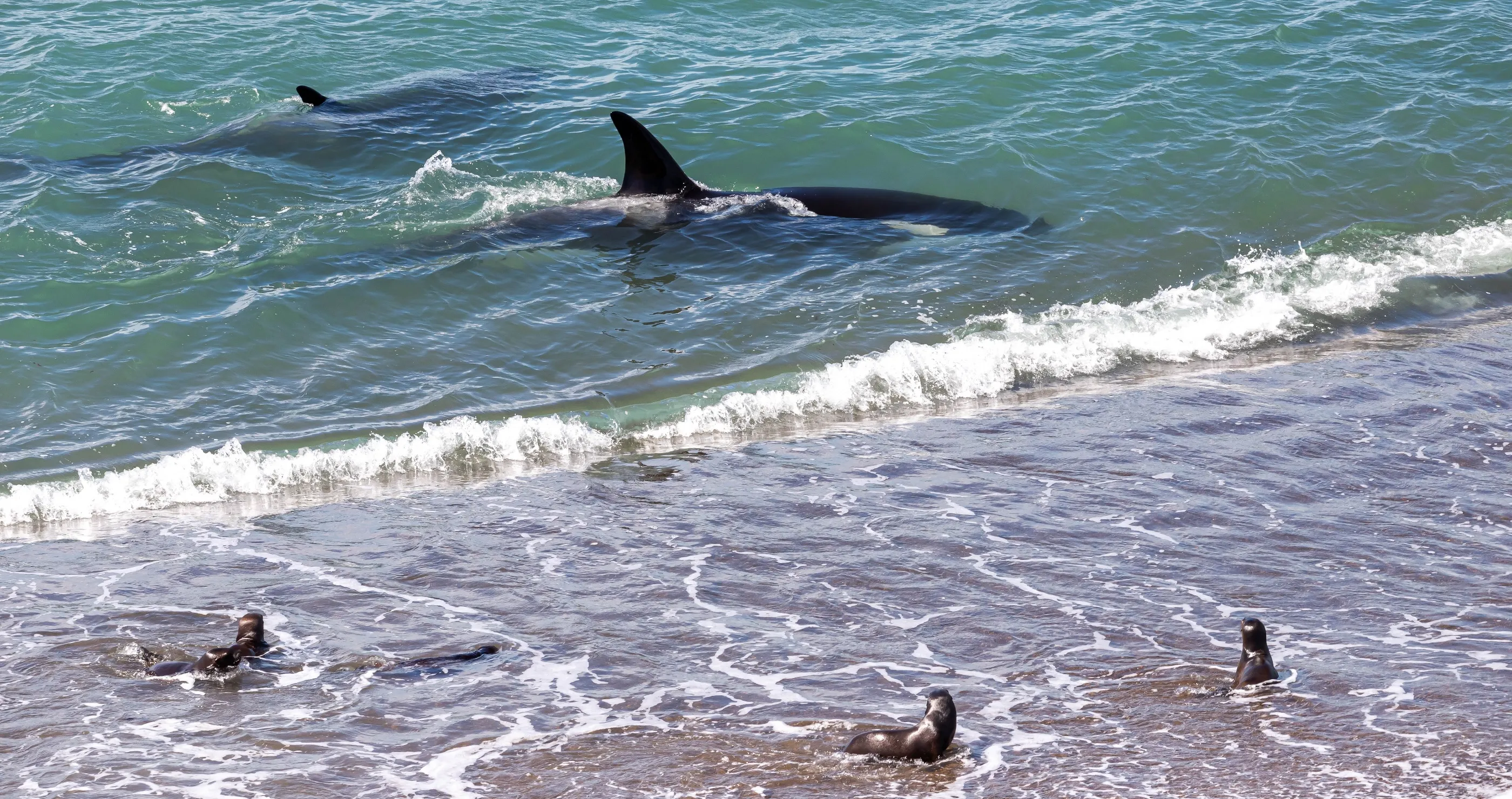 insane footage shows as orca snatches sea lion right off of beach