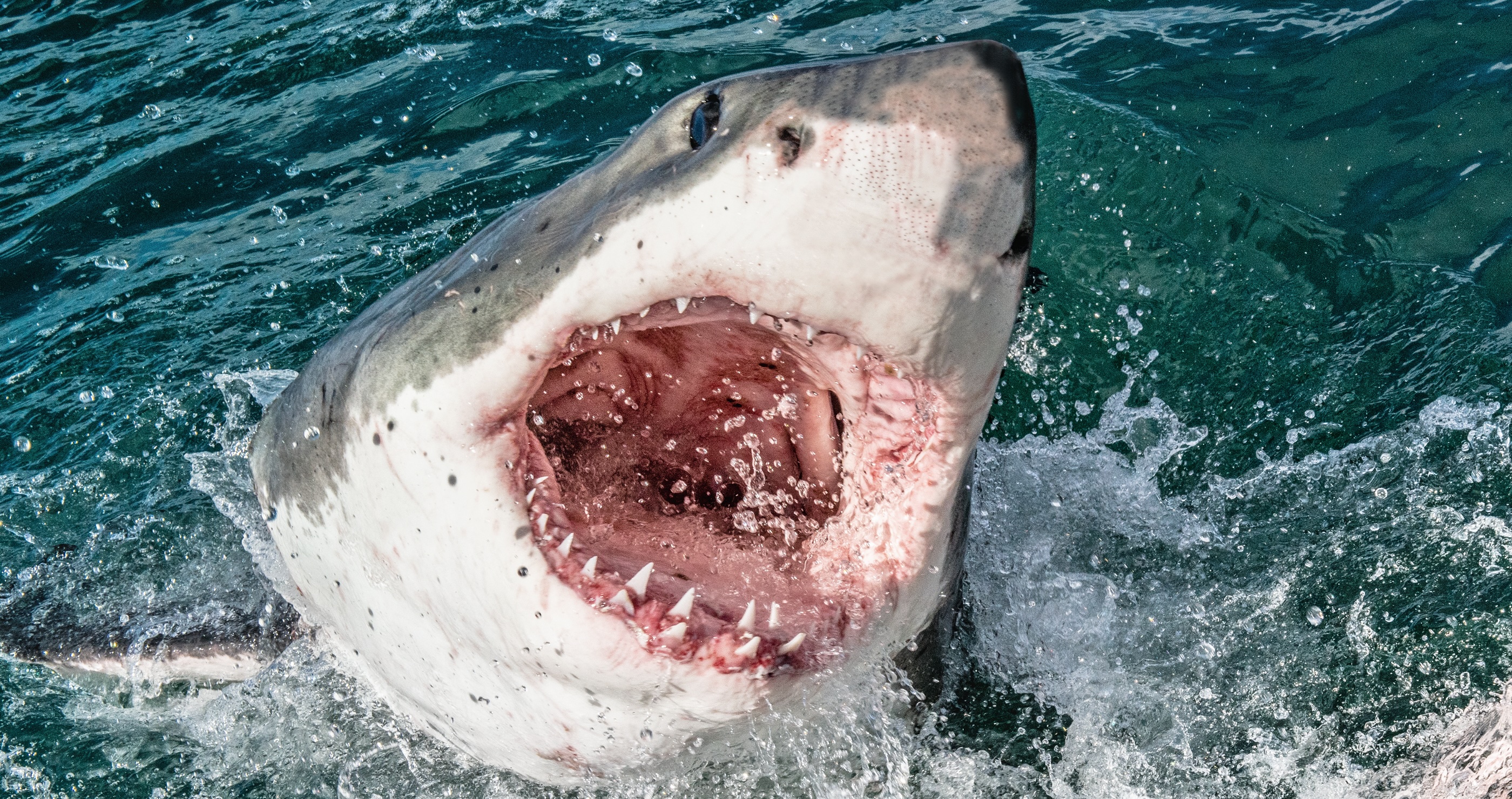 Image of a great white shark with its mouth wide open about to bite