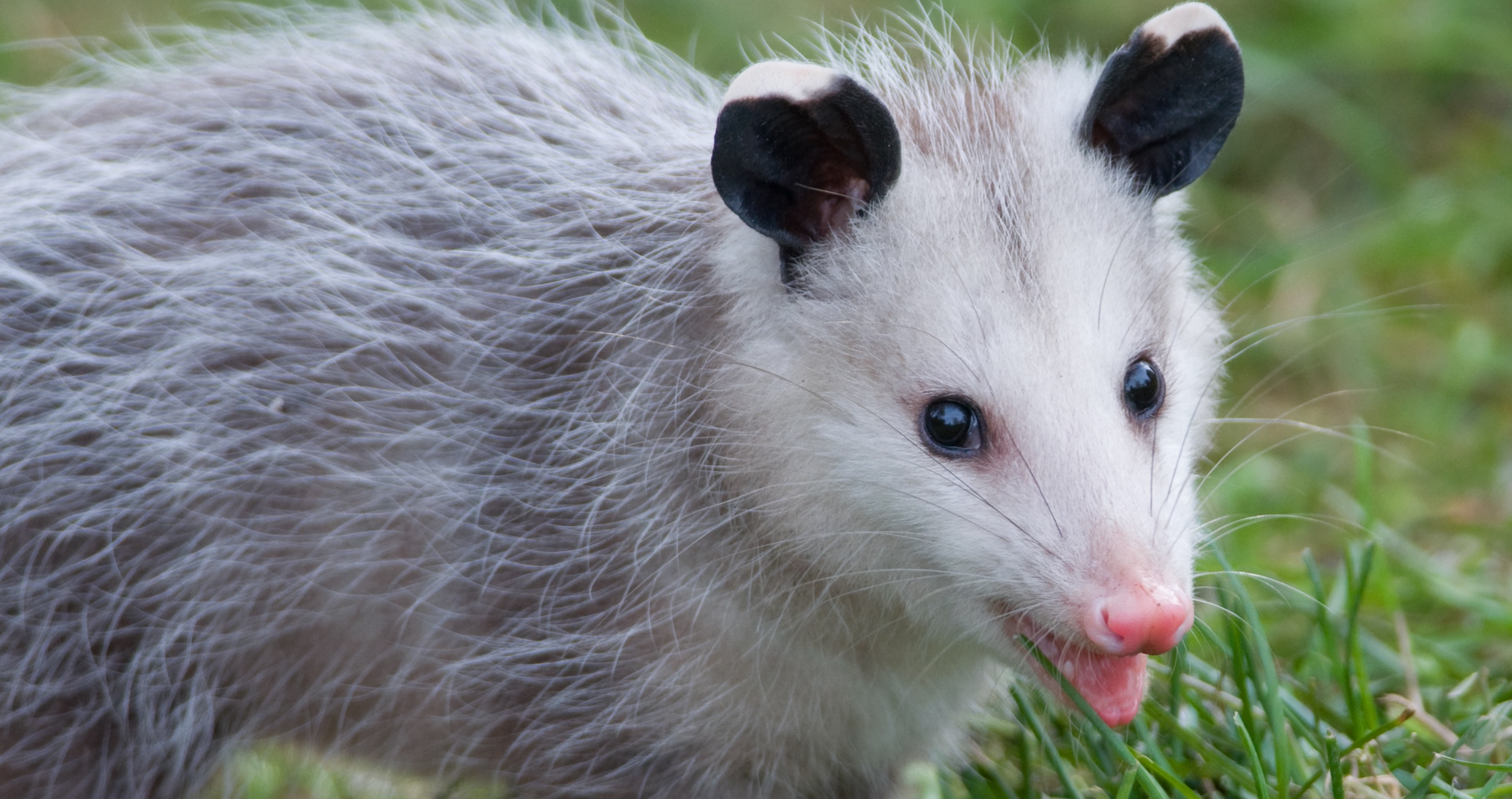 possum against panther