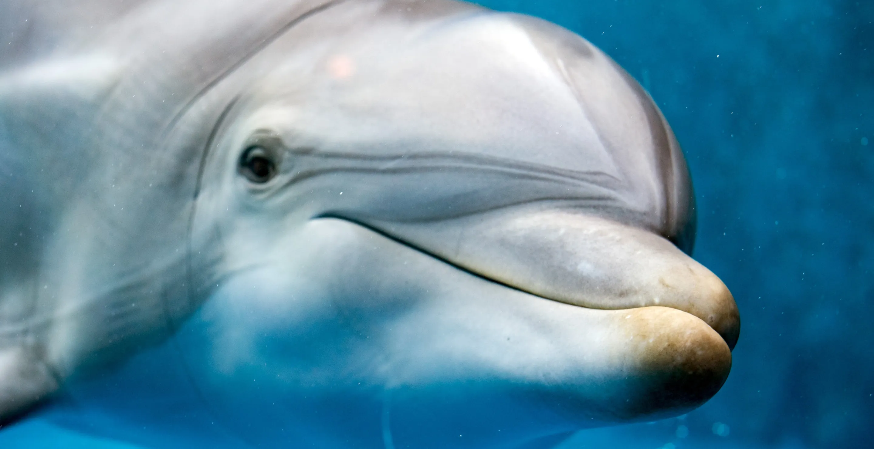 900 Pound Dolphin Surprises Fishermen By Landing On Their Boat