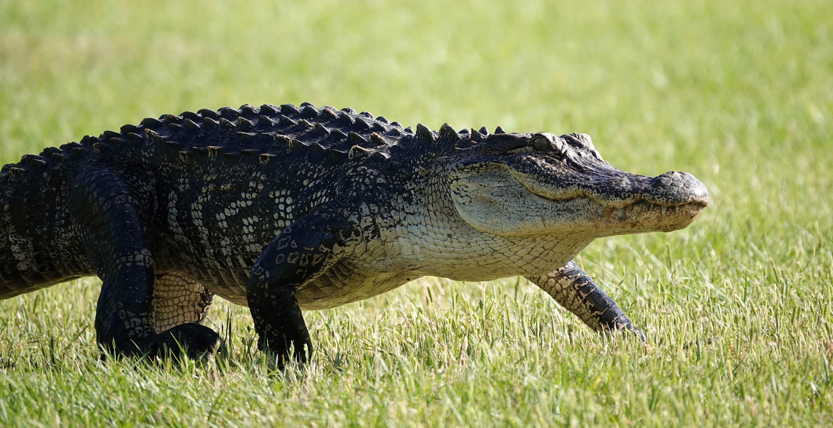 Albert The Alligator May Be Headed Home After Officials Seized The Pet From Owner