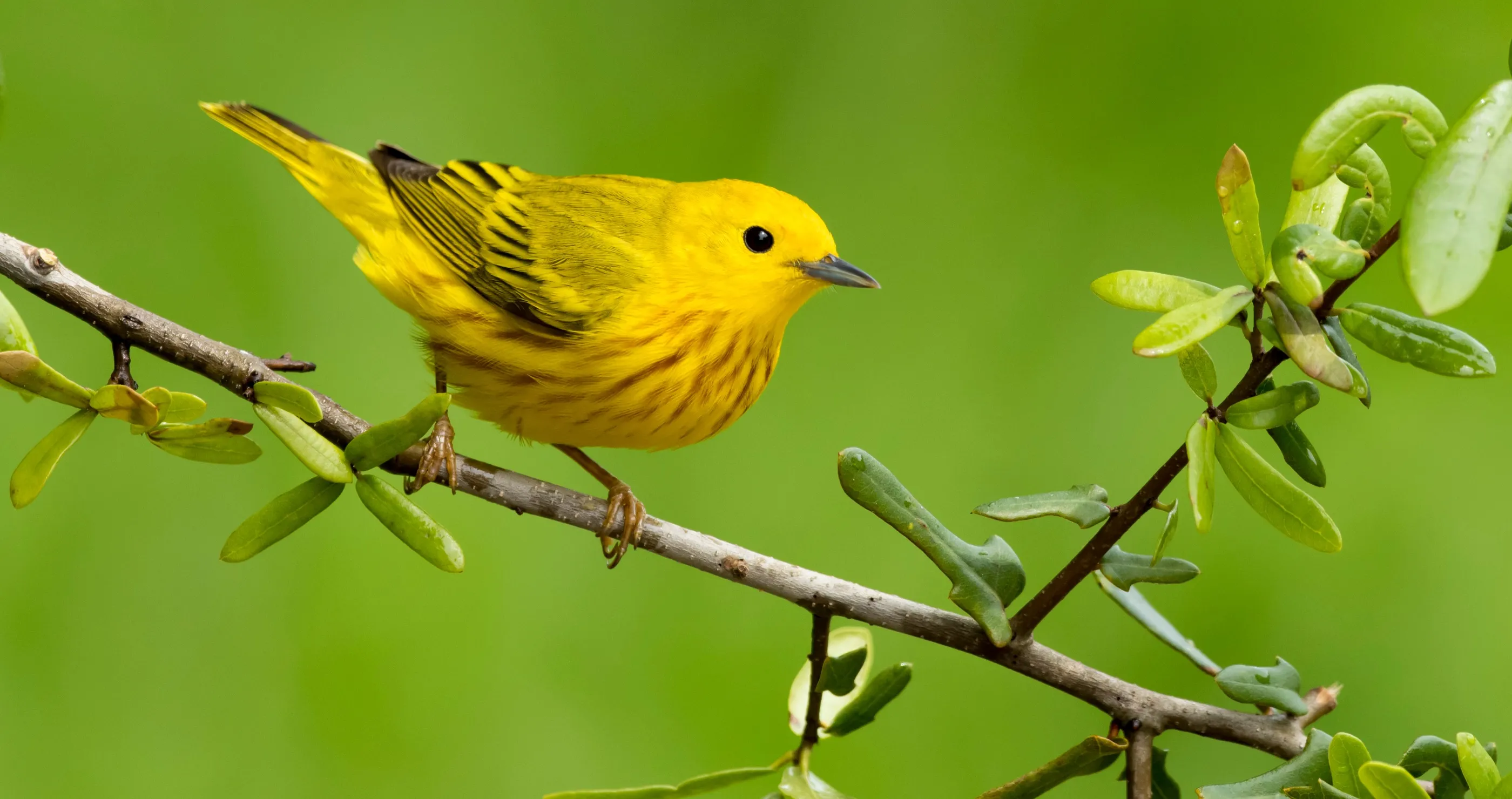 Birds Get Road Rage From Sound Of Traffic 