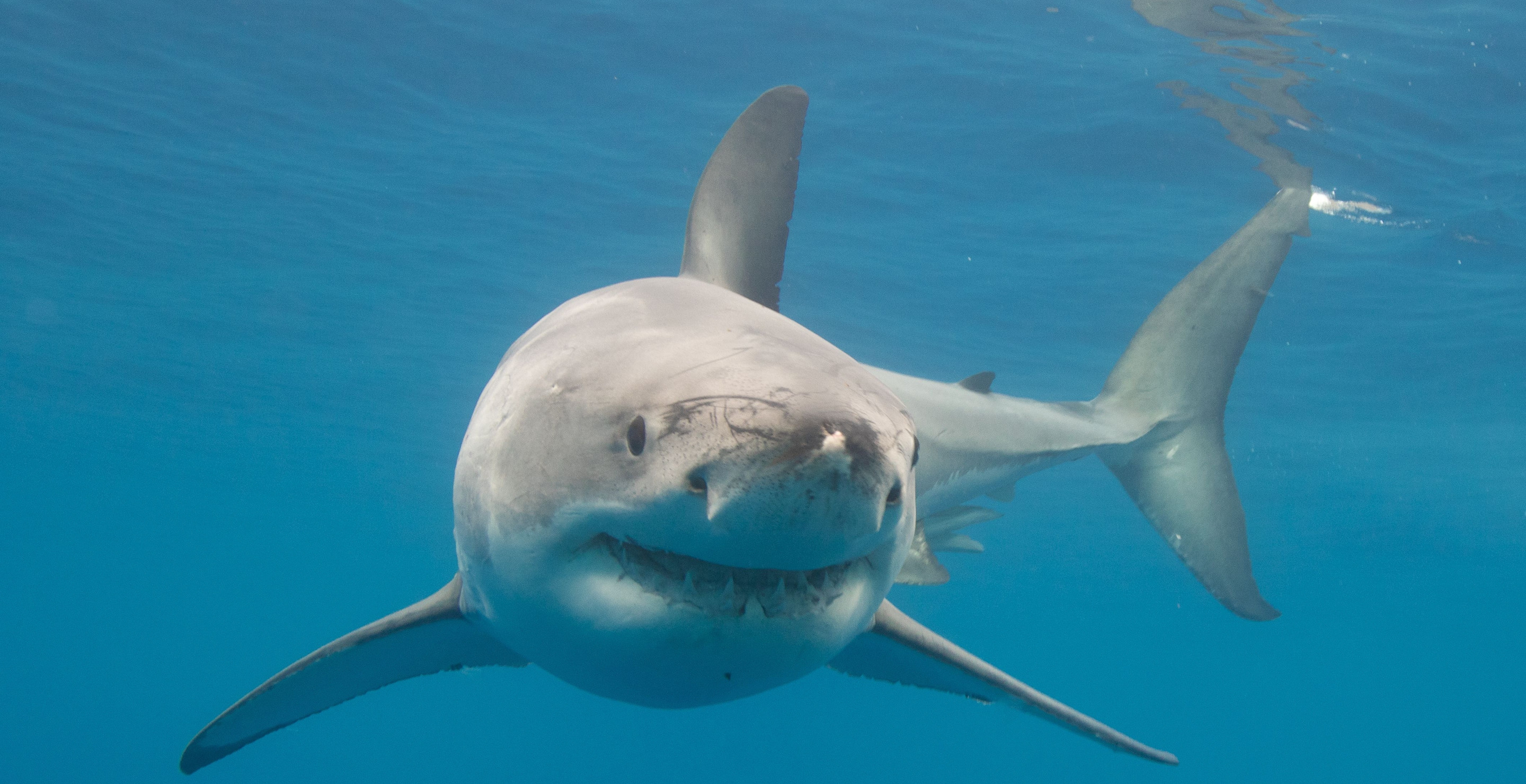 Crocs Wearing Fisherman Takes A Tumble Almost Into The Jaws Of Waiting Shark