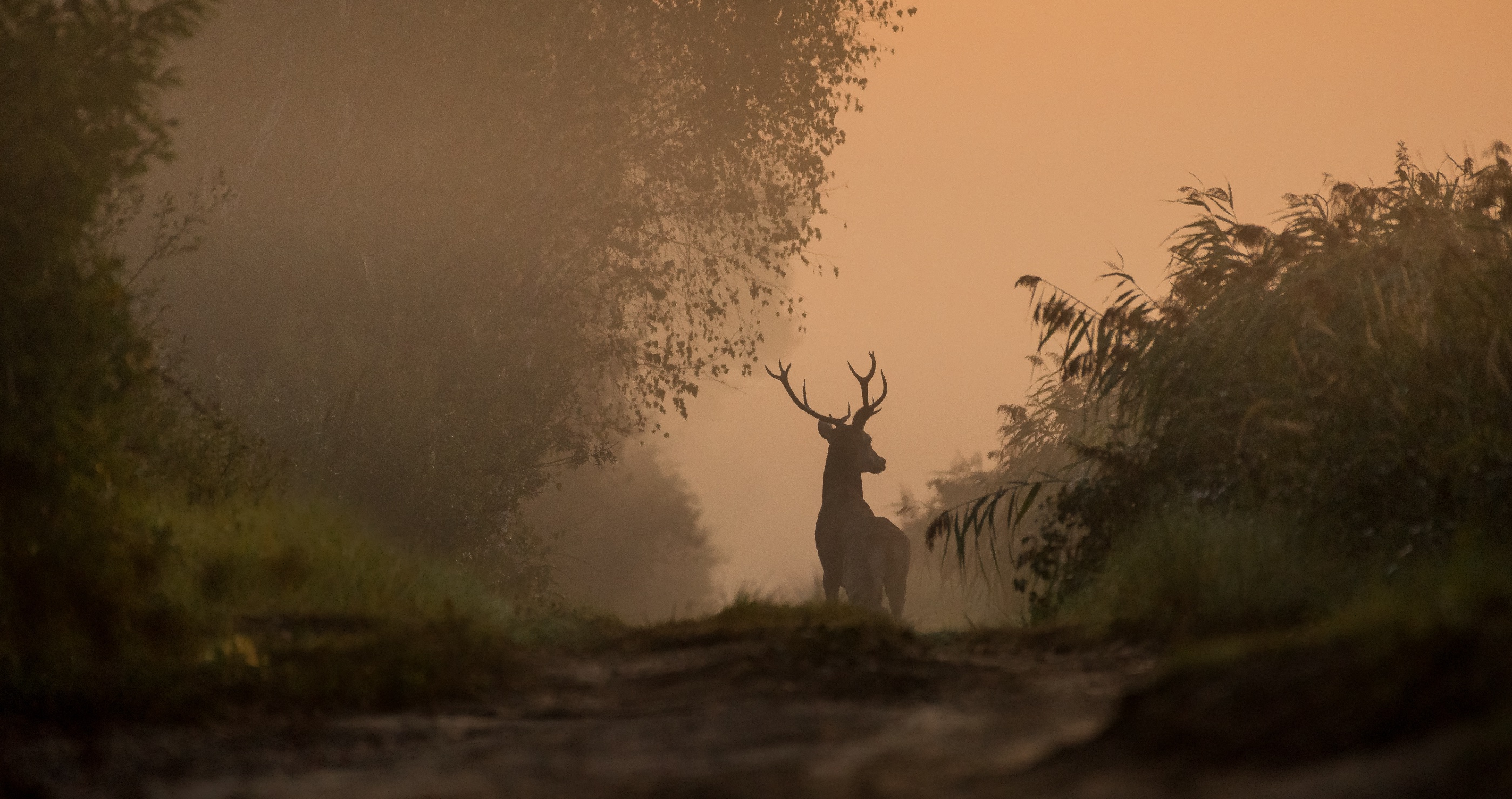 Deer Hunter Proposes To Girlfriend Then Kills Deer Seconds Later 