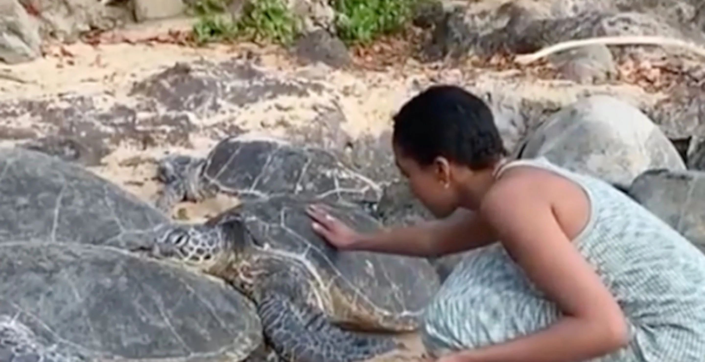 Disney Star Garners Immense Backlash After Touching Resting Sea Turtle In Hawaii