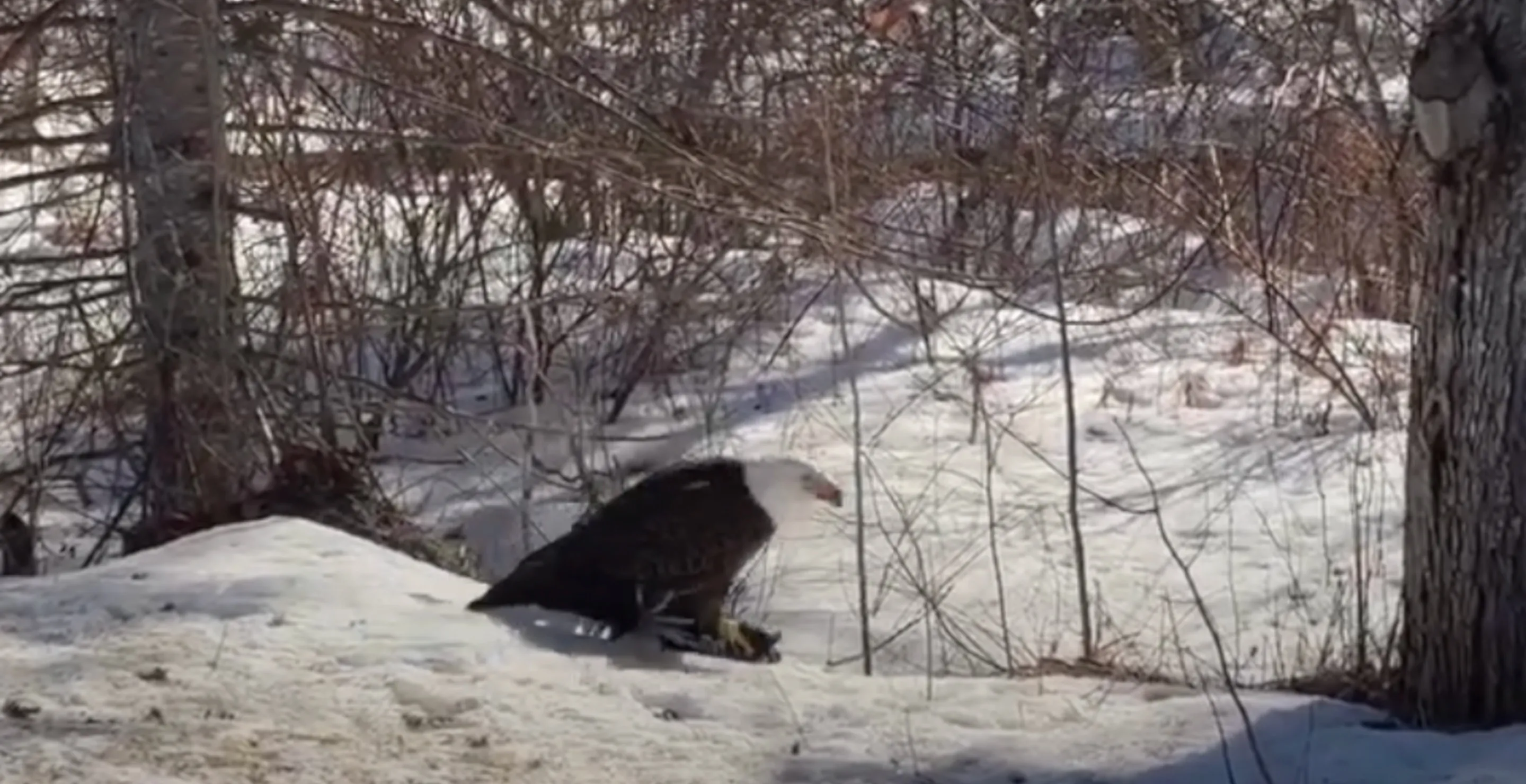 Eagle Turns Meal Into A Makeshift Snowboard In Surreal Video