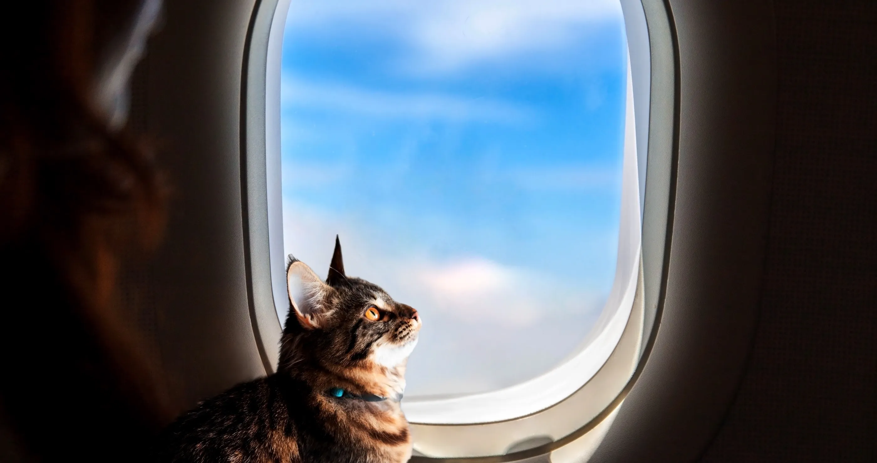 Flight Attendant Threatens To Kick Woman Off Plane If Her Cat Won't Stop Meowing