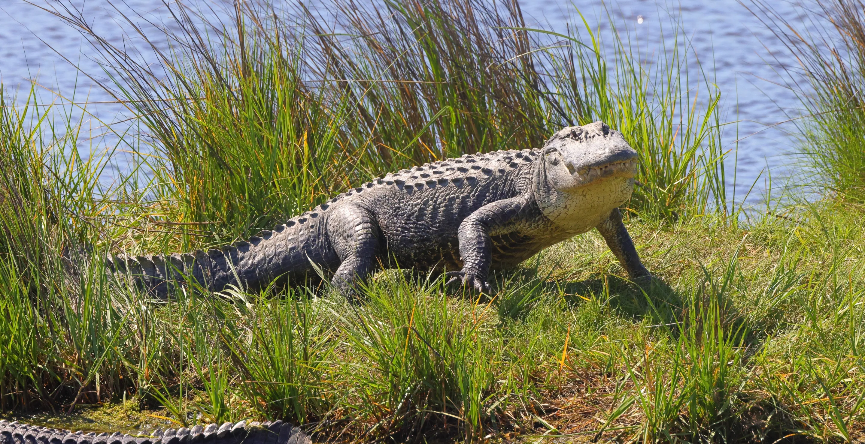 Florida Family Expecting Pizza Delivery Surprised To Find Hungry Alligator Waiting Outside Instead