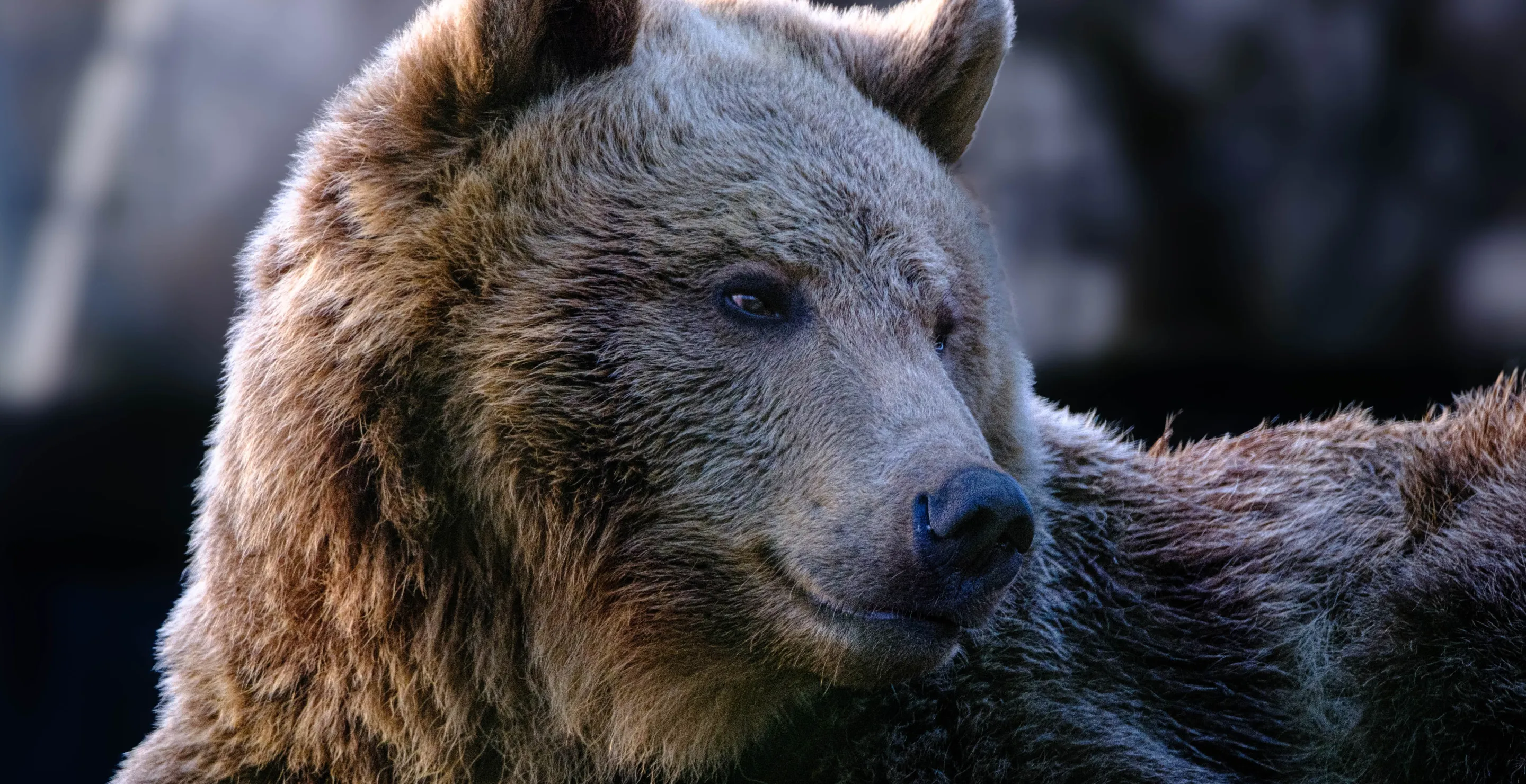 Health Update On Brown Bear Who Was The First To Have Brain Surgery