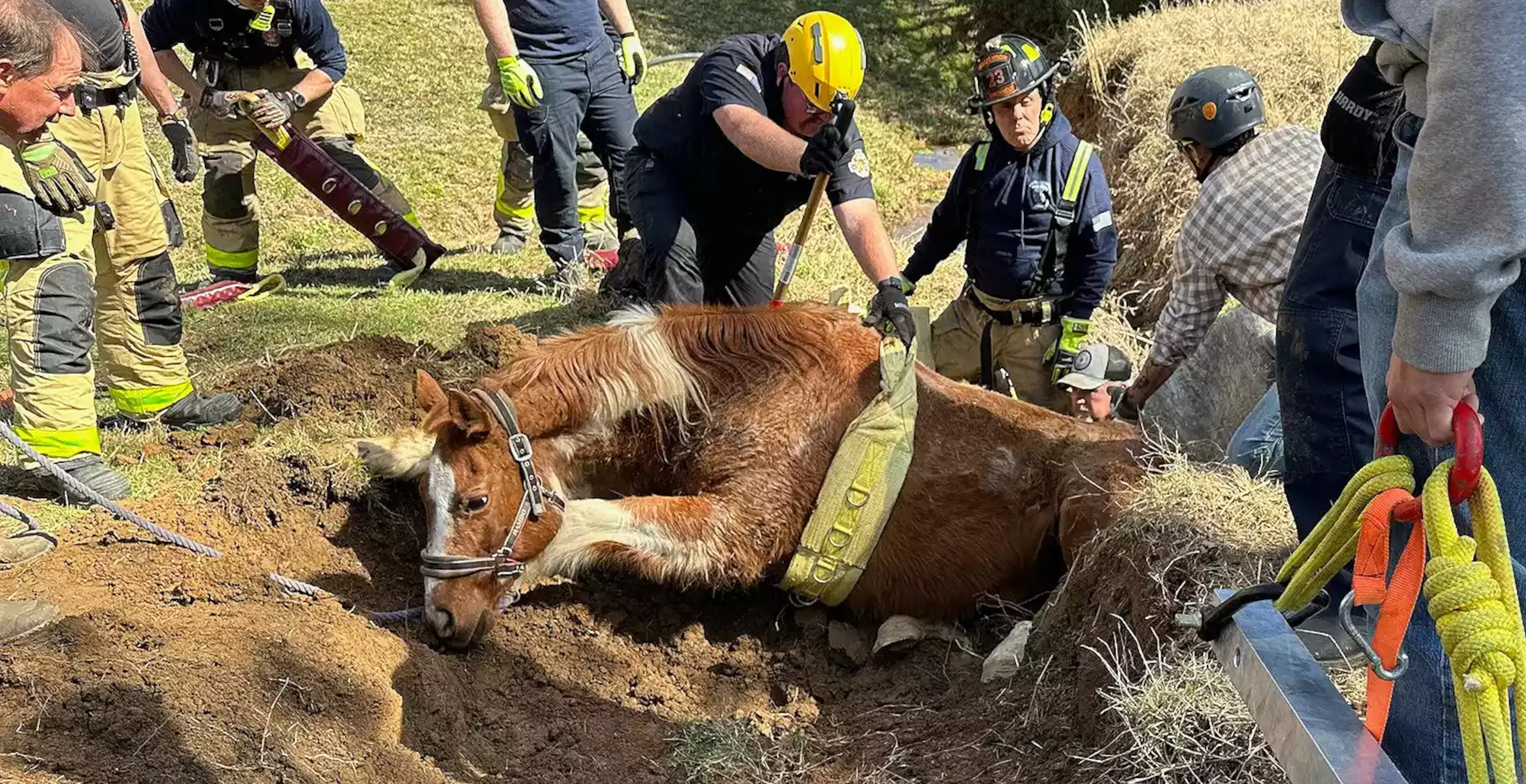 Horse Rescued by Giant Harness After Falling Into A Ditch