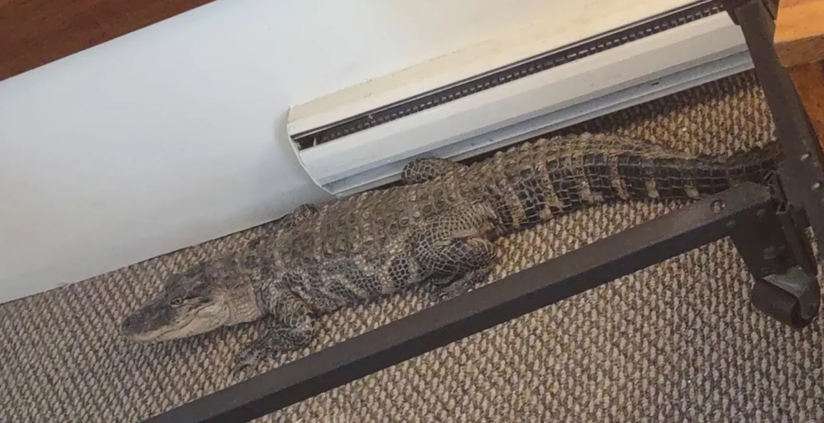 Motel Worker Surprised To Find Live Alligator In Room After Owner Forgot Pet Reptile