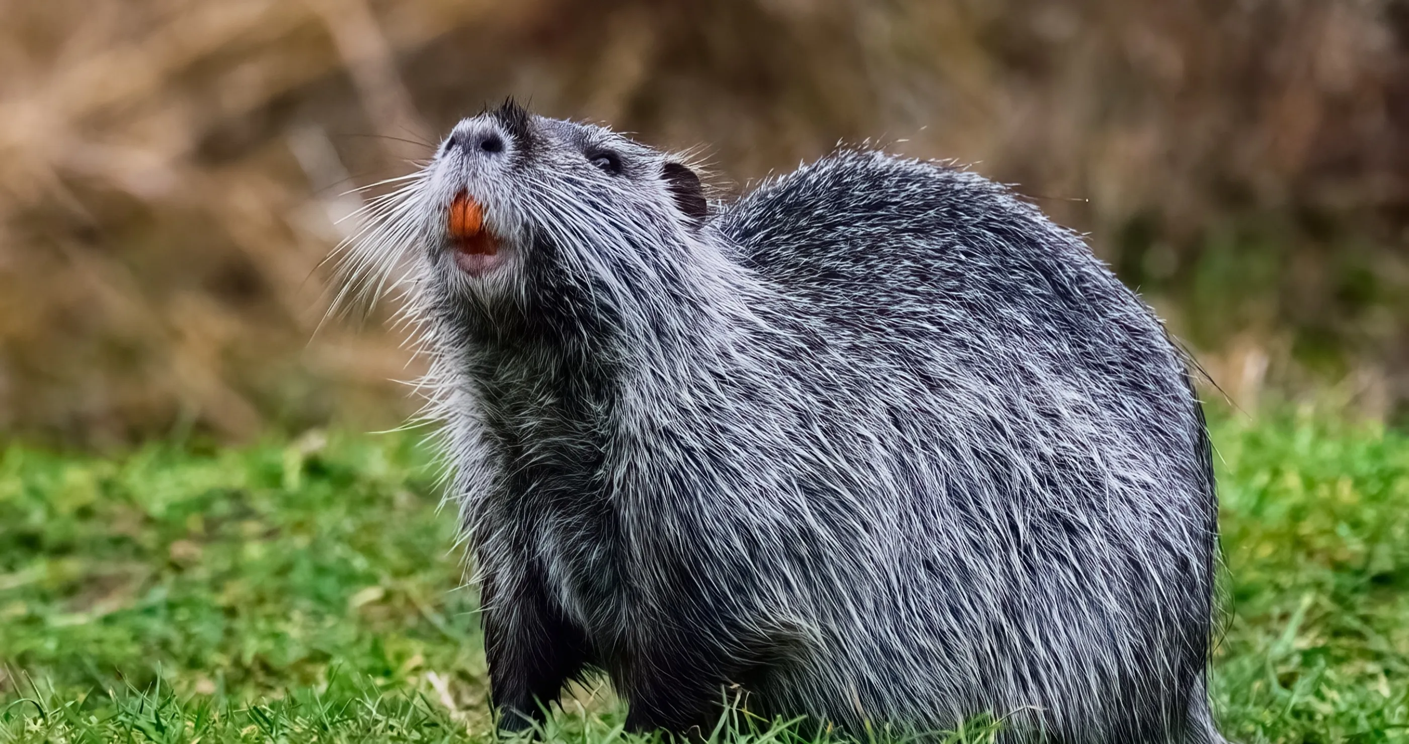 'Save a Swamp, Sauté a Nutria’- Why The Government Wants Us To Eat Rodents 