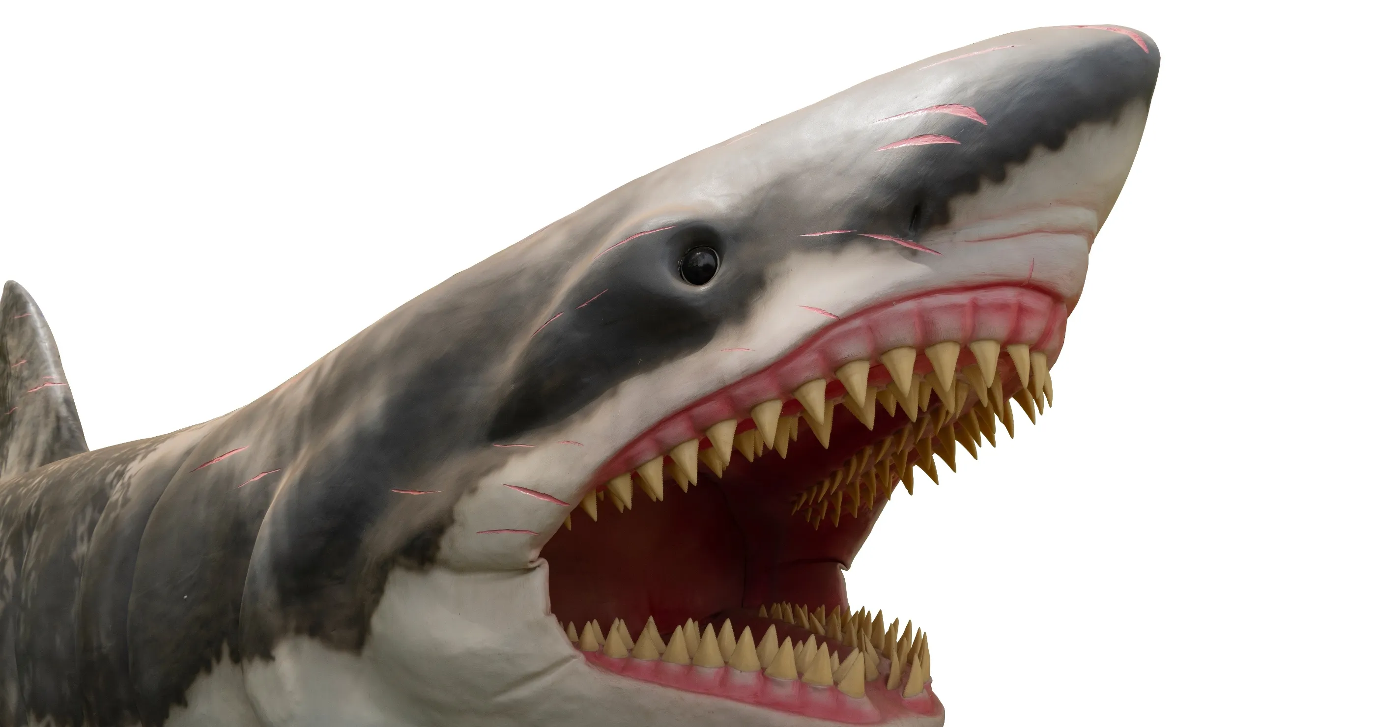 Scientists Solve New Mysteries Surrounding The Largest Shark To Ever Live- The Megalodon