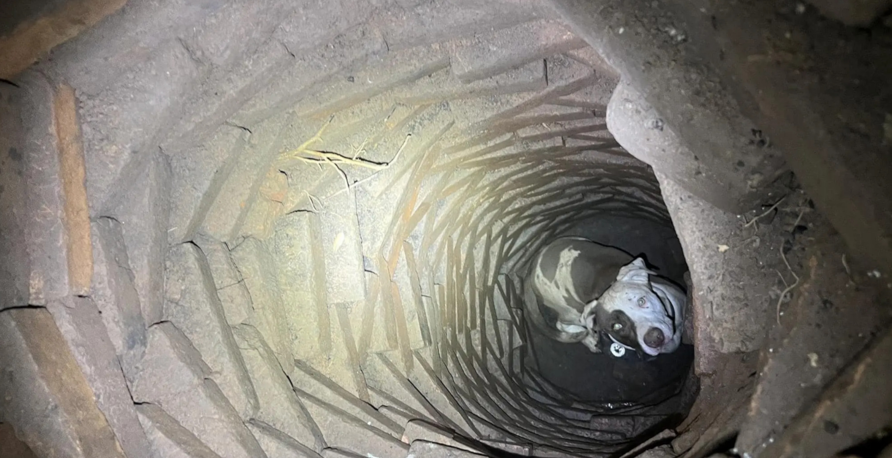 Texas Man Surprised To Find Dog Trapped In Abandoned Well Under Home After Hearing Barks