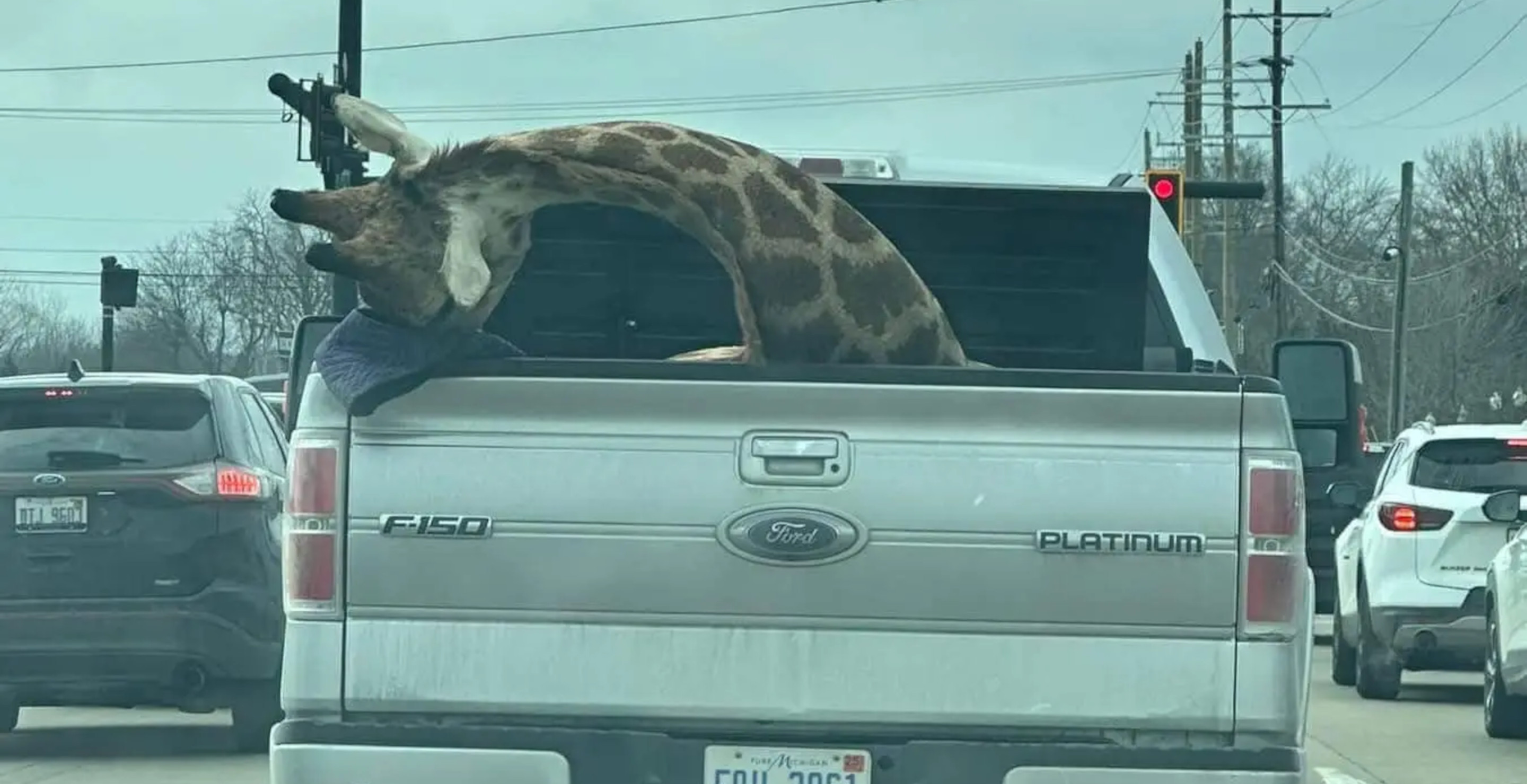 What Appears To Be Dead Giraffe On Back Up Pick-Up Truck Alarms Motorists