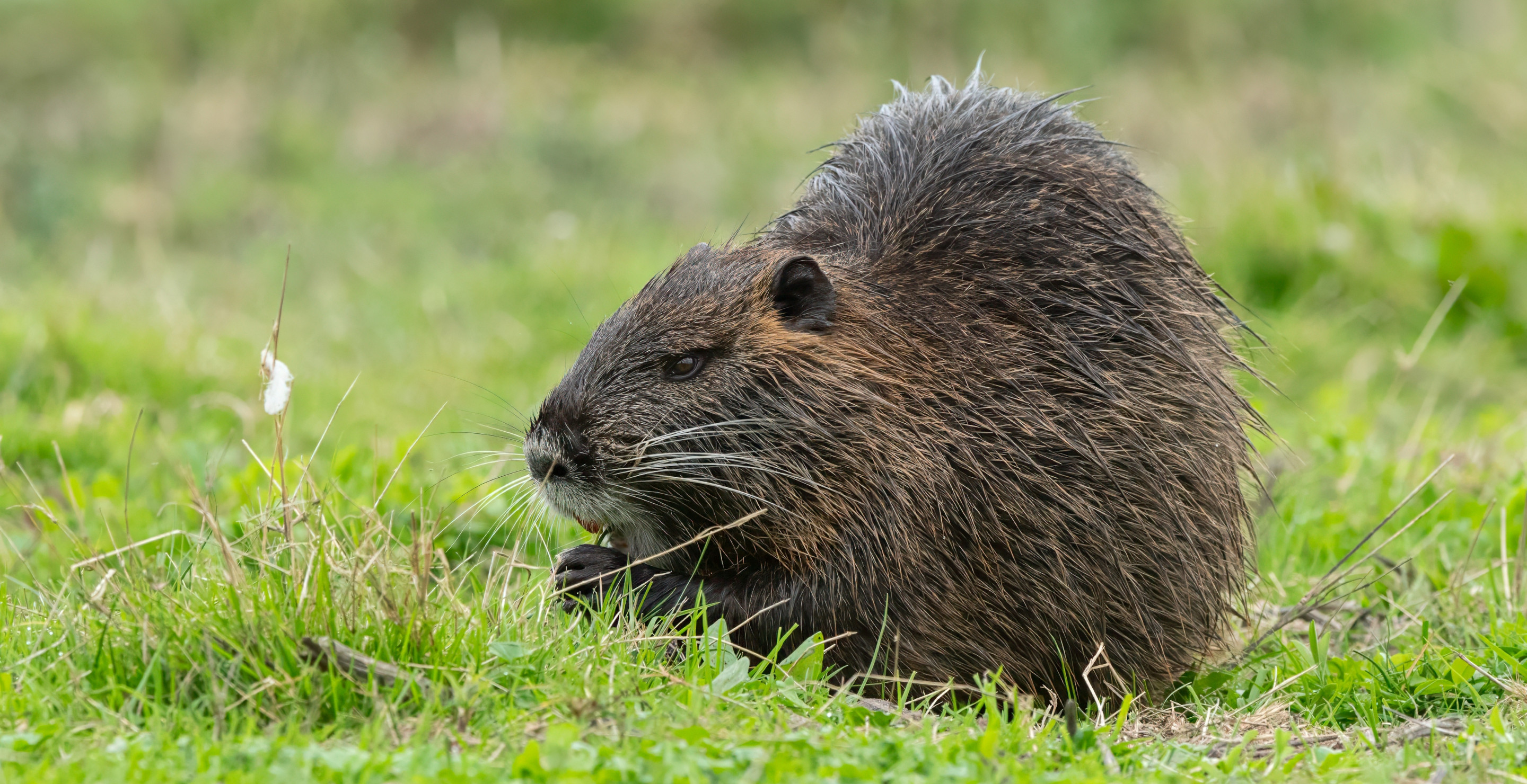 Wildlife Officials Want People To Catch And Eat Invasive Beaver-Like rodent, Internet Says No Way