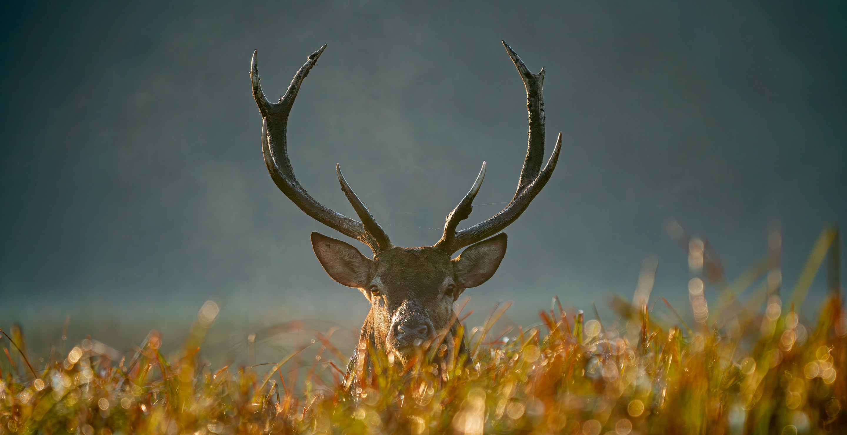 Wisconsin Farmer Lands Jail Time, Banned From Hunting After Killing 150 Deer In A Year