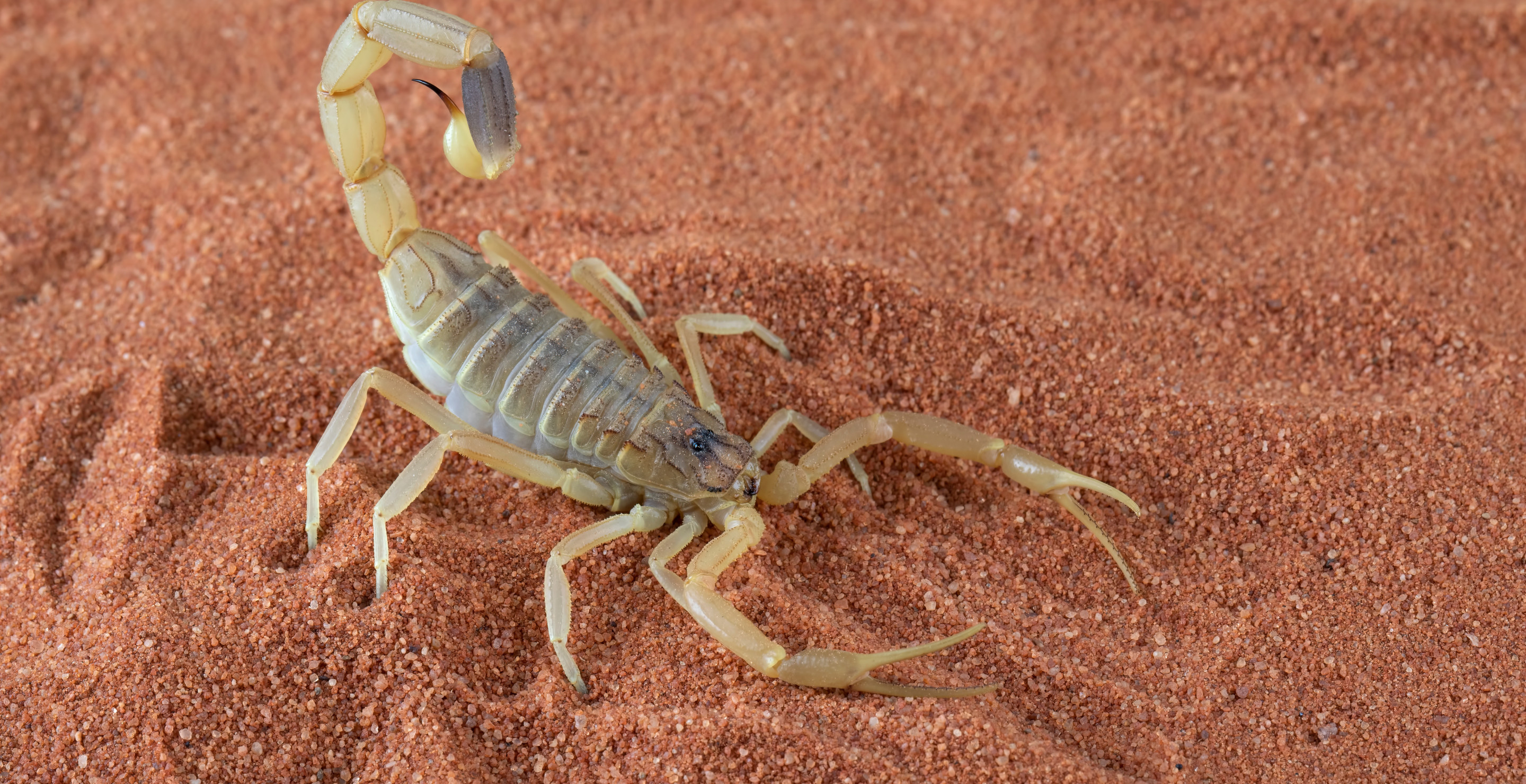 Woman Stung By Scorpion While Retrieving Her Bag At Airport