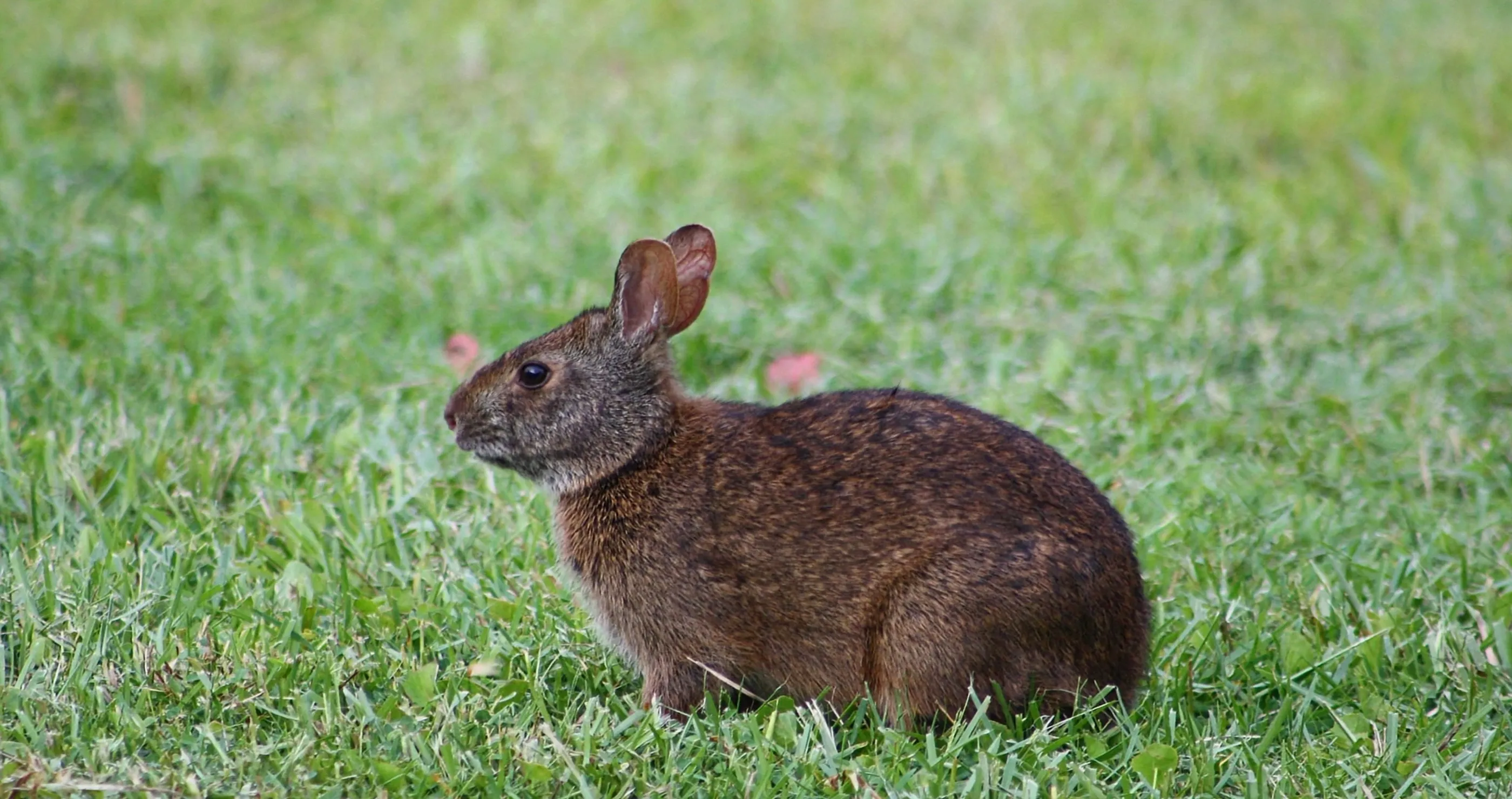 'extinct' rabbit found in Mexico