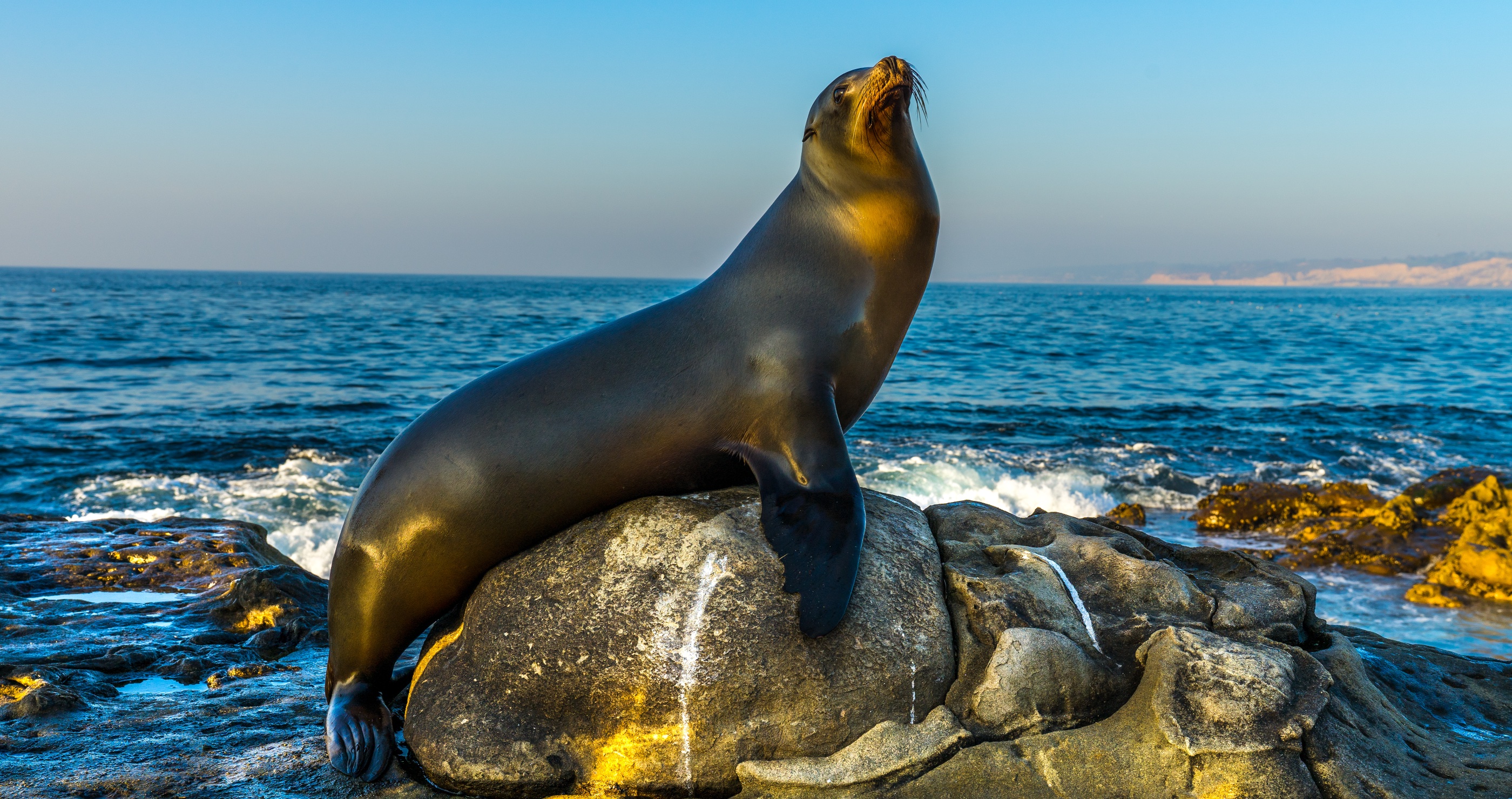 man with a mullet decides to fight a sea lion