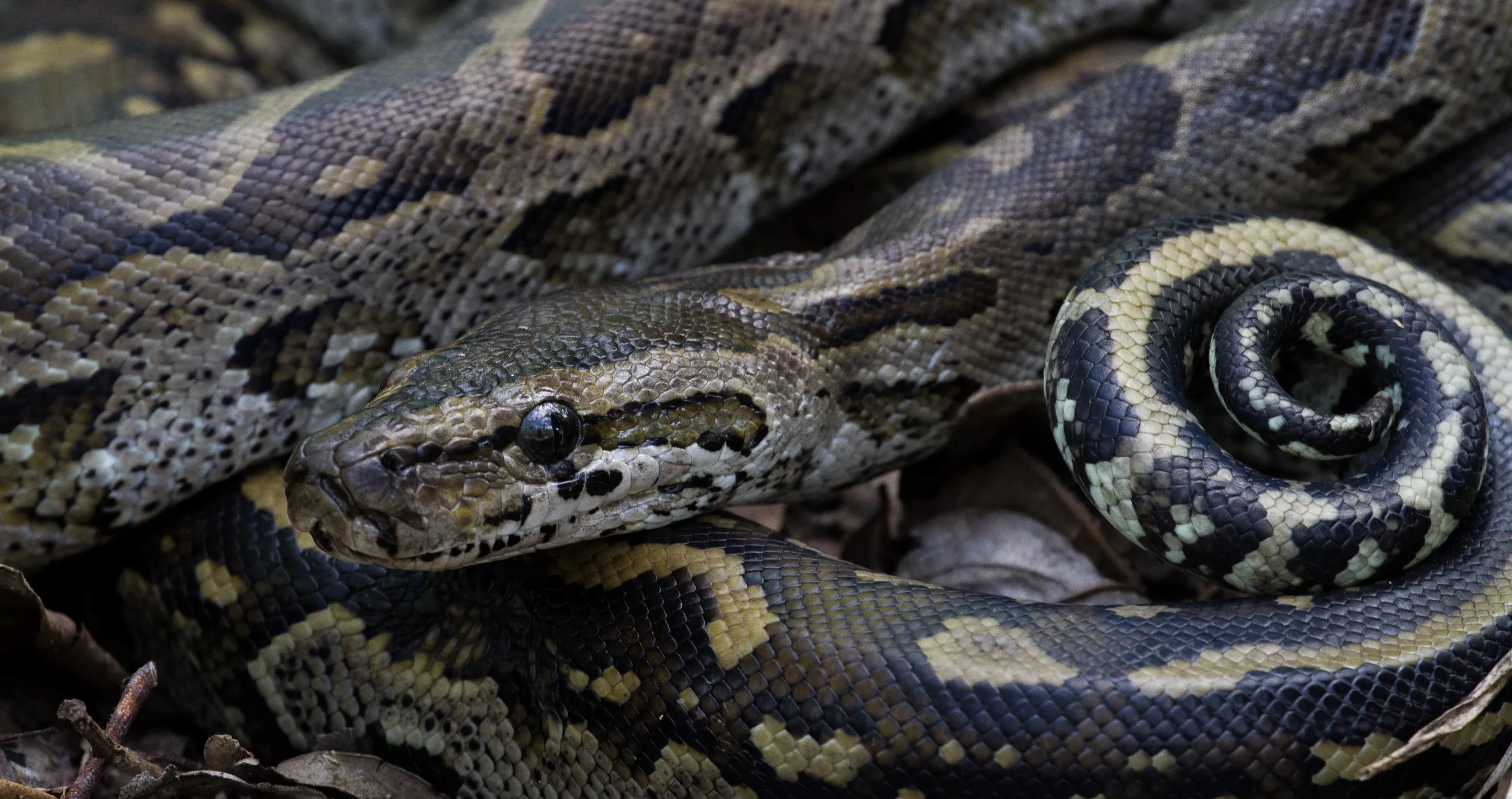 massive python found in mechanic shop with big meal in its stomach