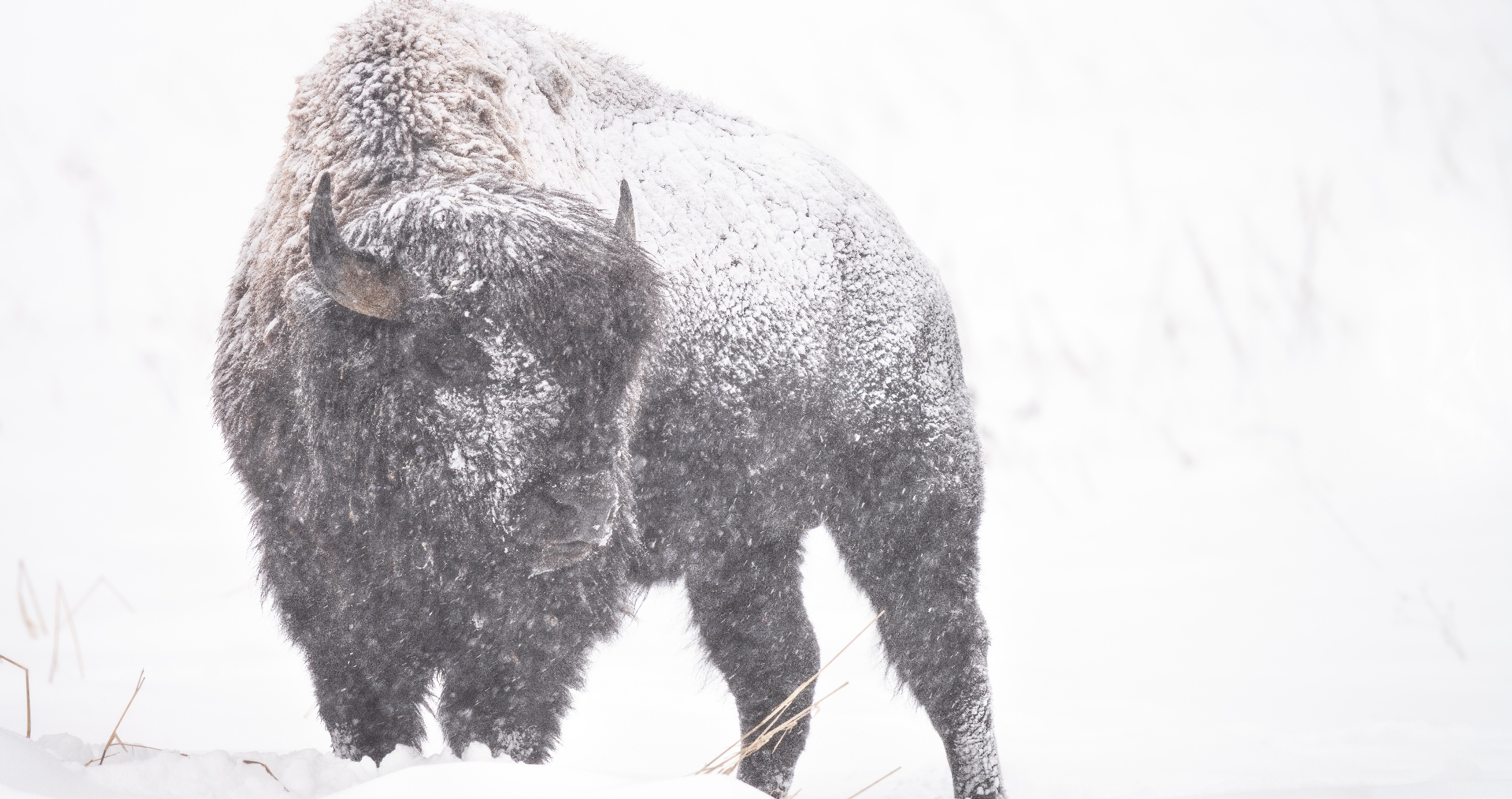 watch as bison makes a snow angel at Yellowstone